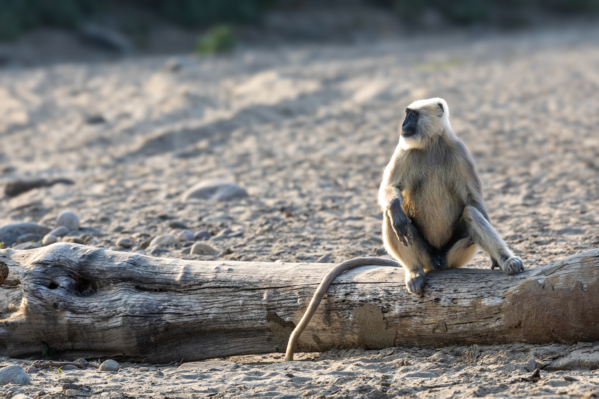 Langur Monkey__2025-12-02__Canon__Canon EOS R3__ RF100-500mm F4.5-7.1 L IS USM__f/10__1/800 sec__Jhirna Tourism Rd.__JhirnaFRH__India__29°26'53.8188" N 78°53'37.356" E