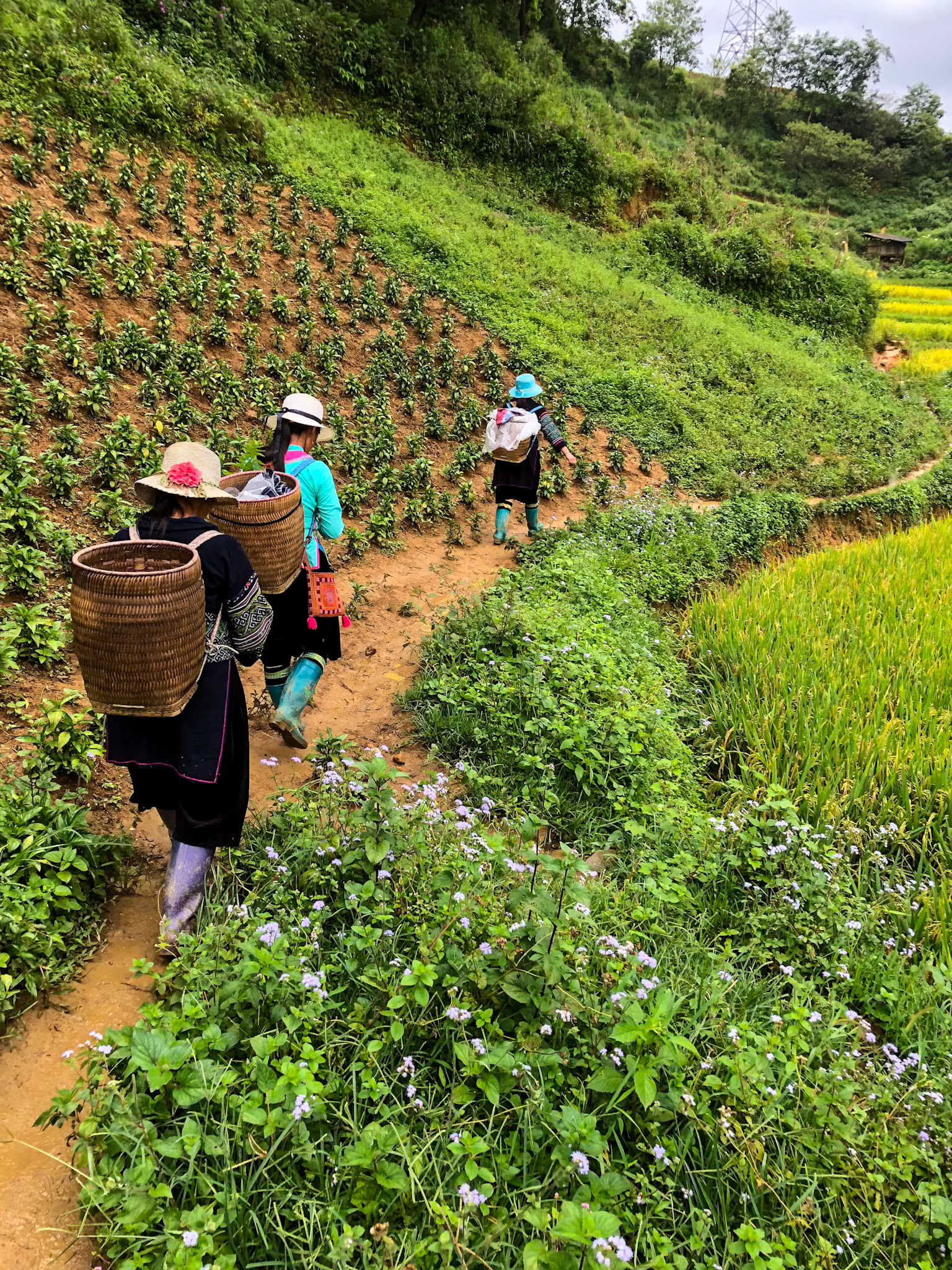 _2019-09-09__iPhone X__ iPhone X back dual camera 4mm f/1.8__f/1.8__1/370 sec__Đường tỉnh 152__Sa Pa__Vietnam___