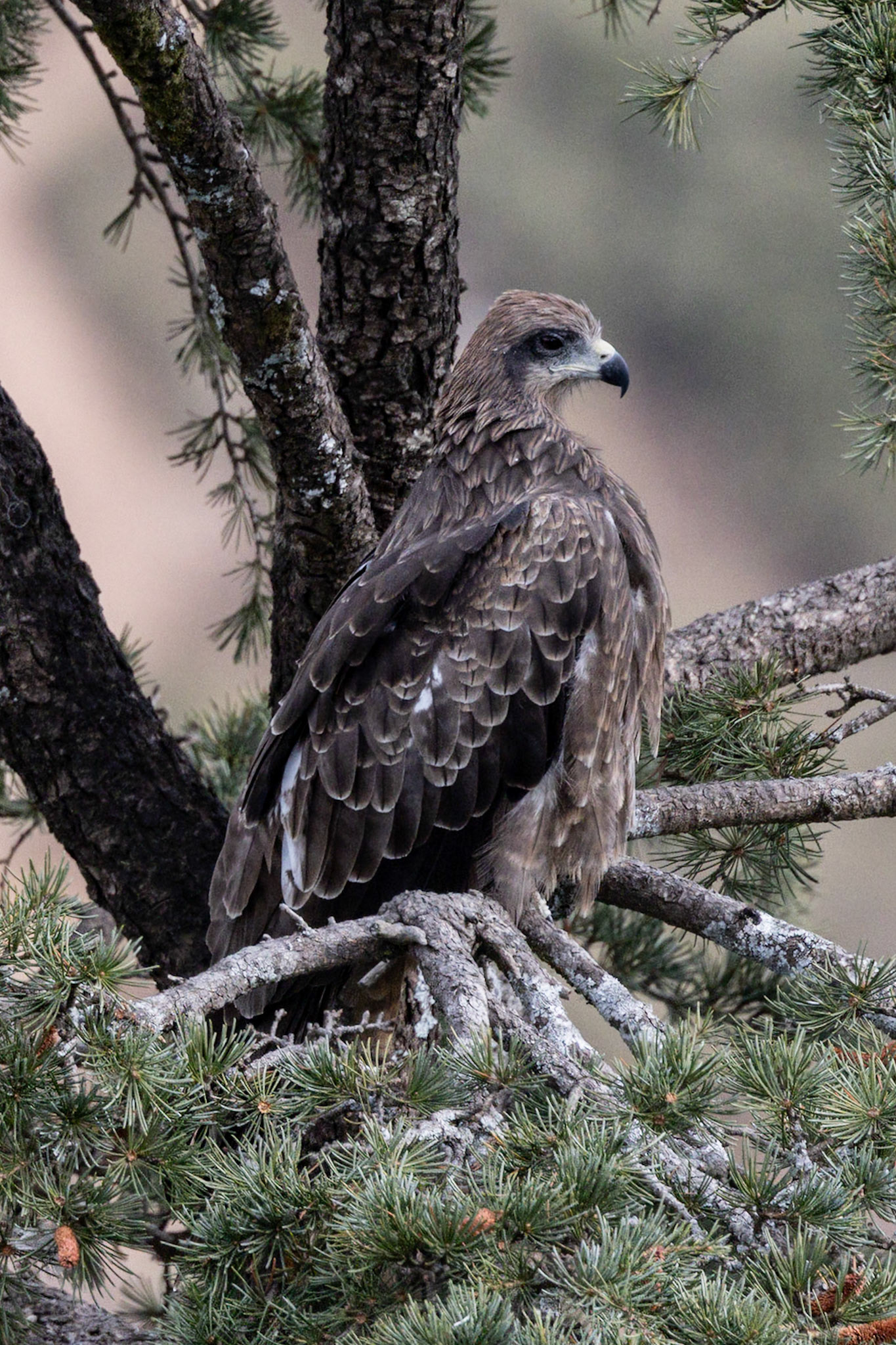 Black Kite__2025-12-13__Canon__Canon EOS R3__ RF100-500mm F4.5-7.1 L IS USM__f/8__1/1000 sec__Potala Road__Dharamshala__India__32°13'57.6048" N 76°19'28.434" E
