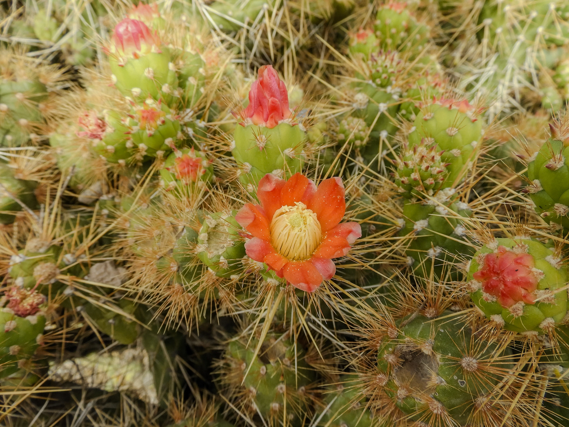 2018-10-28 08:32:16__f/3.3_1/400 sec_Cactus: Opuntia basilaris or Opuntia polyacantha_Carretera Longitudinal del Colca_Cabanaconde_Peru_15°36'25.6572" S 71°53'34.9512" W