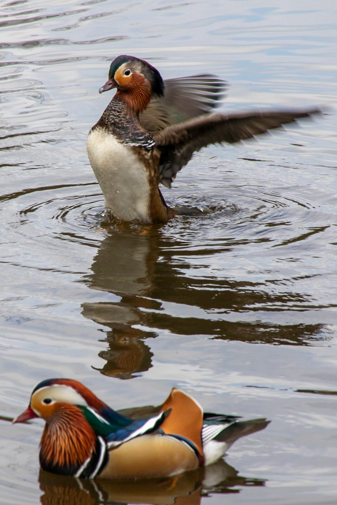Mandarin Ducks__2023-04-24__Canon__Canon EOS 5D Mark IV__ TAMRON 28-300mm F/3.5-6.3 Di VC PZD A010__f/18__1/250 sec__Rhododendron Ride__Borough of Runnymede__England__