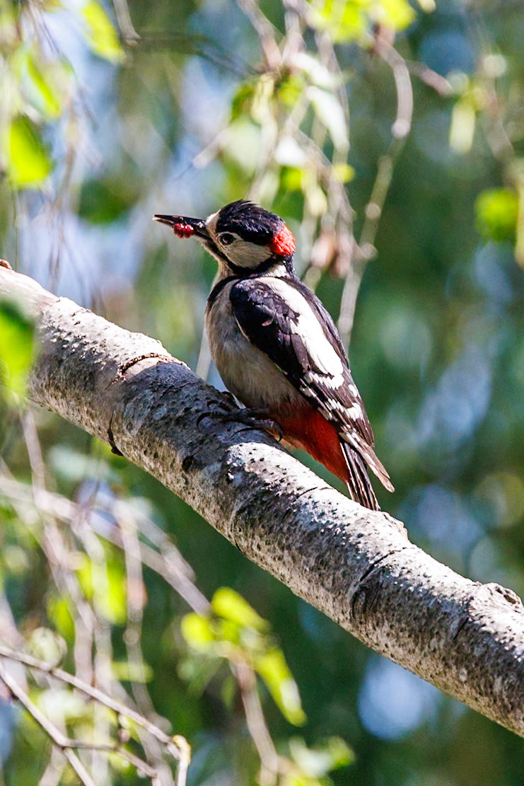 Great Spotted Woodpecker__27/05/2026 14:34:57.680__Canon__Canon EOS R3__ RF100-500mm F4.5-7.1 L IS USM__f/7.1__1/1600 sec__Old School Court__Wraysbury__England__51°27'18.9828" N 0°33'19.3788" W