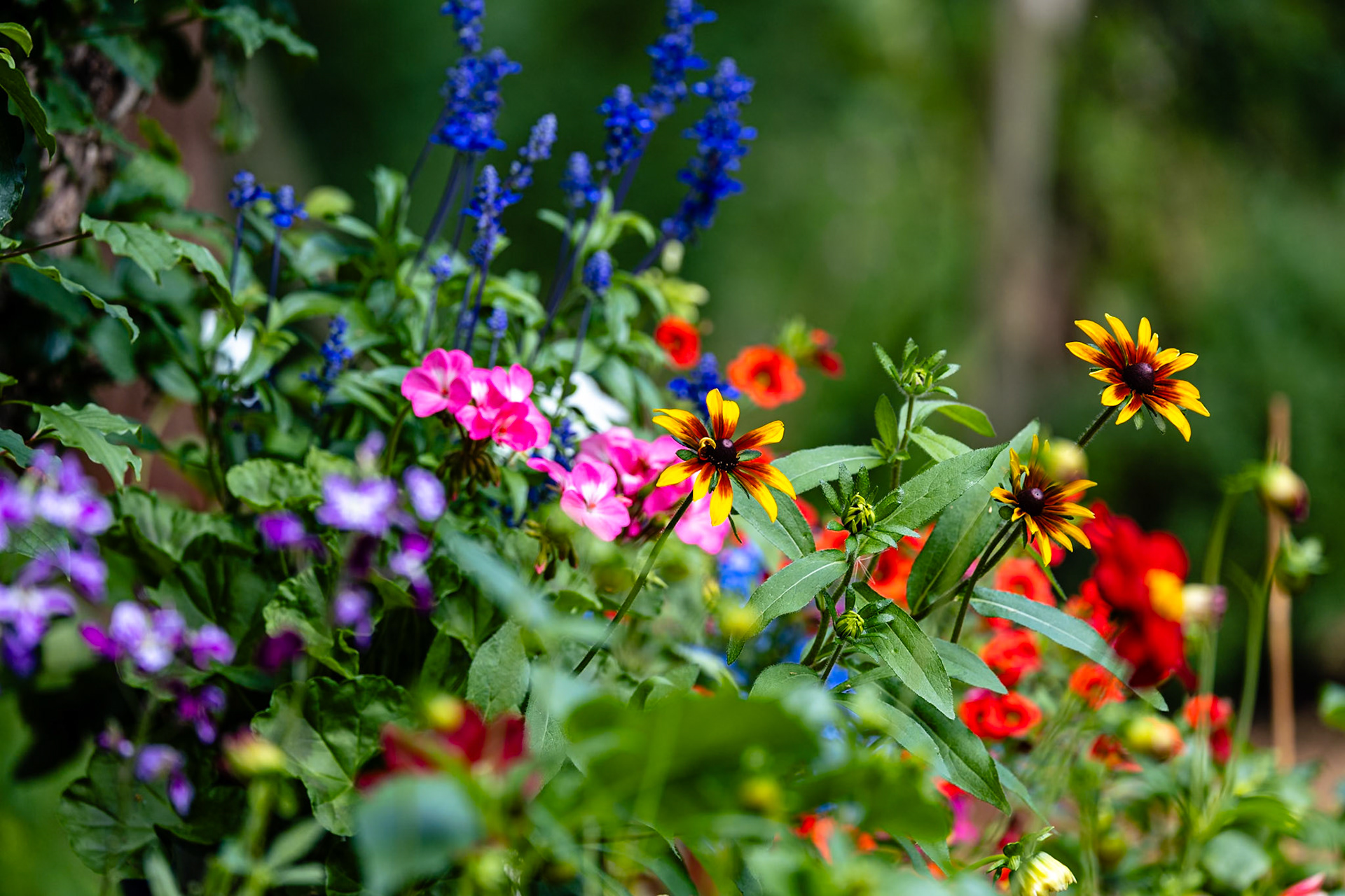 _2025-08-27__Canon__Canon EOS R3__ RF100-500mm F4.5-7.1 L IS USM__f/5.6__1/320 sec________