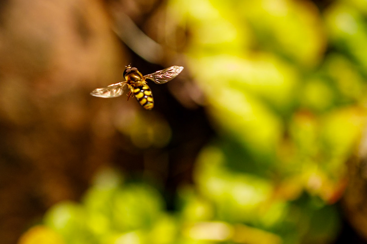 Hover Fly__2024-06-06__Canon__Canon EOS 5D Mark IV__ EF100mm f/2.8L Macro IS USM__f/2.8__1/8000 sec__Staines Road__Wraysbury__England__51°27'19.0728" N 0°33'17.2188" W