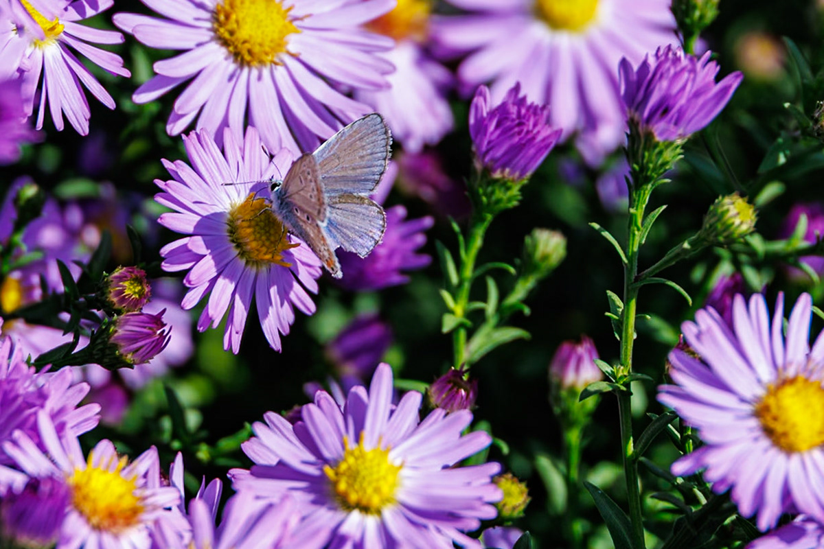 _2024-09-25__Canon__Canon EOS R3__ RF24-240mm F4-6.3 IS USM__f/6.3__1/250 sec__Mihanovićeva ulica__City of Zagreb__Croatia__45°48'15.876" N 15°58'24.0168" E