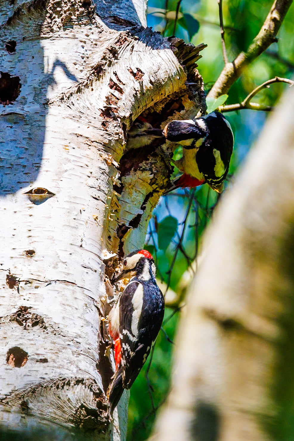 Great Spotted Woodpecker__27/05/2026 18:30:48.490__Canon__Canon EOS R3__ RF100-500mm F4.5-7.1 L IS USM__f/7.1__1/1000 sec__Old School Court__Wraysbury__England__51°27'18.492" N 0°33'17.538" W