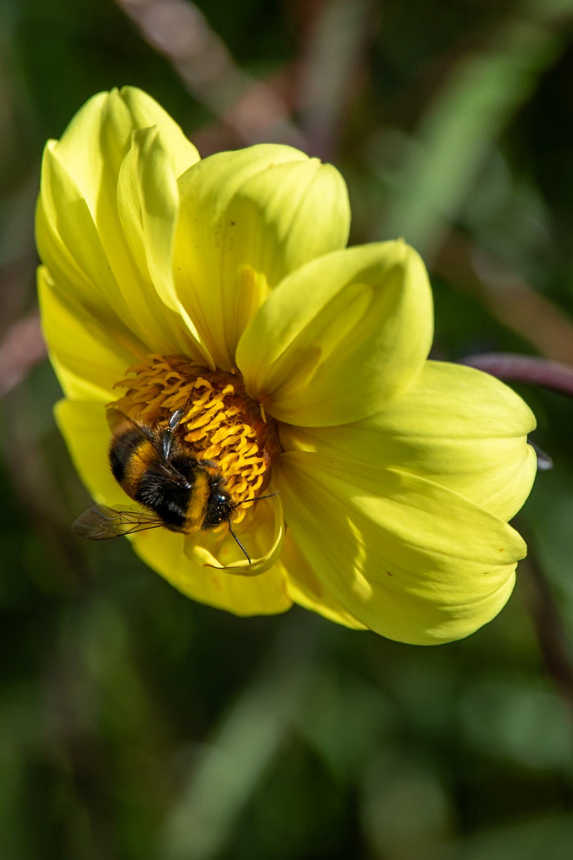 2023-09-05 14:09:59_TAMRON 28-300mm F/3.5-6.3 Di VC PZD A010_f/6.3_1/400 sec_Dahlia cultivar – Single type (yellow)  Visitor: Bombus terrestris (Buff-tailed Bumblebee)_Portsmouth Road_Woking_England_51°18'53.2152" N 0°28'37.4088" W