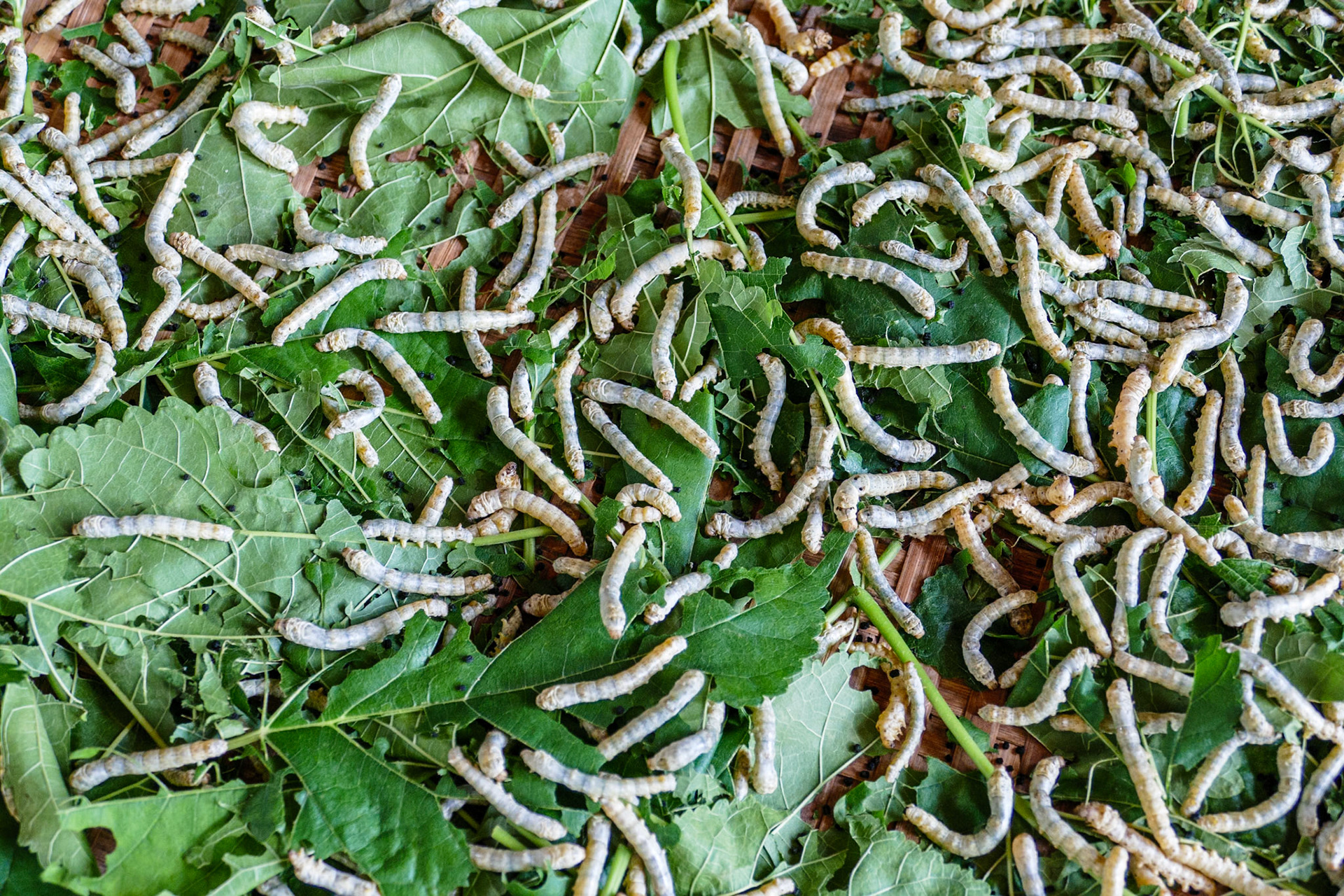 Silk Worms__2019-09-25__Panasonic__DMC-FZ1000__ __f/3.4__1/80 sec____Khsach Kandal District__Cambodia__11°36'57.222" N 104°56'57.5448" E