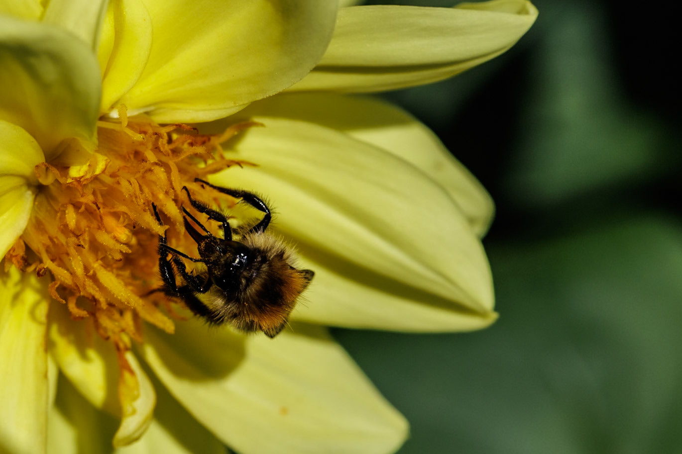 Common Carder Bee on Dahlia__2025-08-25__Canon__Canon EOS R3__ EF100mm f/2.8L Macro IS USM__f/10__1/1250 sec__Old School Court__Hythe End__England__51°27'18.8532" N 0°33'17.7228" W