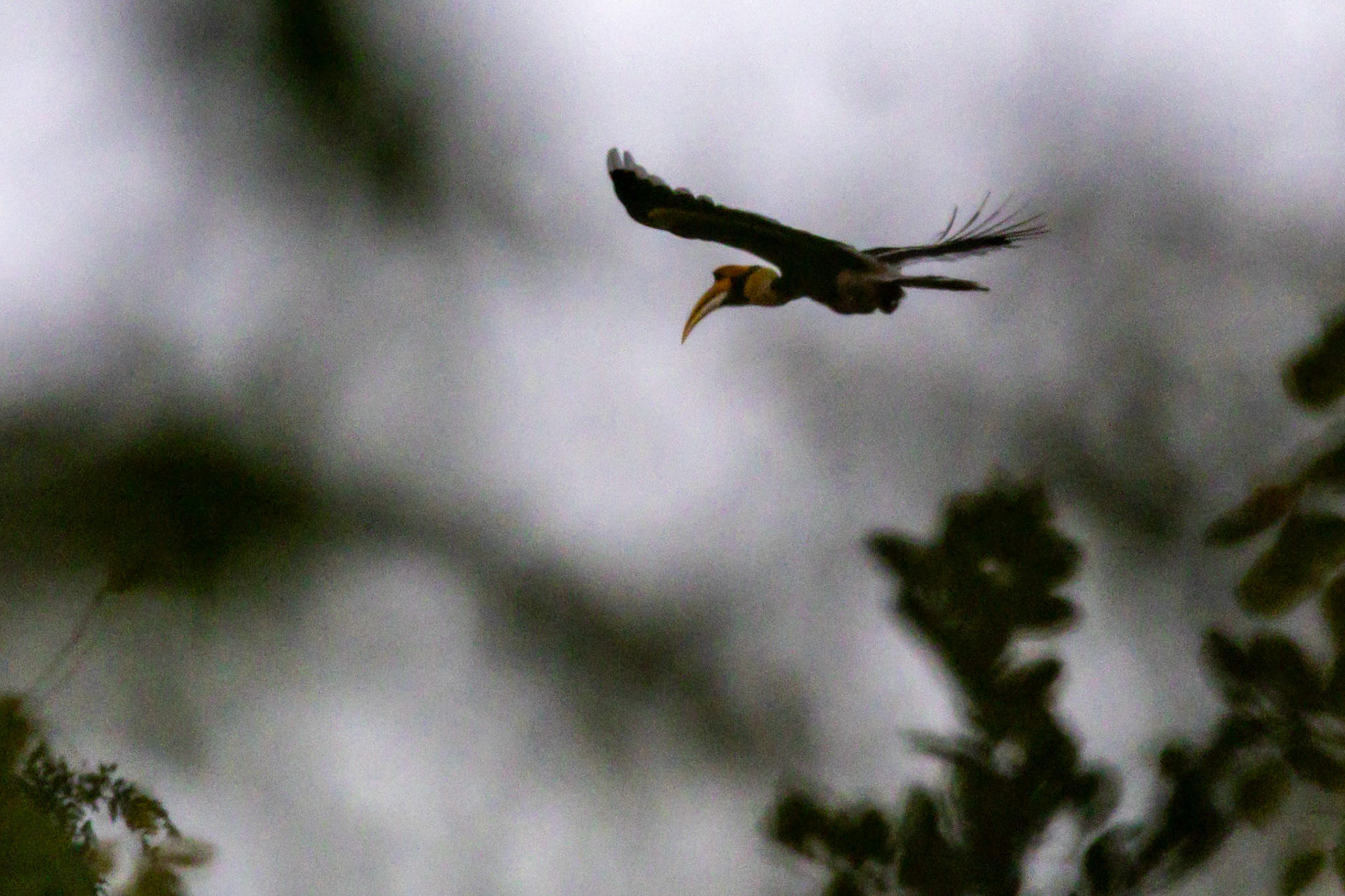 Great Hornbill__2025-12-02__Canon__Canon EOS R3__ RF100-500mm F4.5-7.1 L IS USM__f/8__1/800 sec____Afzalgarh__India__29°26'3.894" N 78°55'11.1648" E
