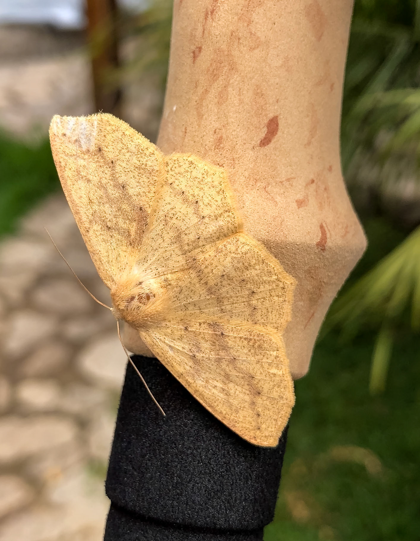 Omnivorous Looper__2018-11-16__Apple__iPhone X__ iPhone X back dual camera 4mm f/1.8__f/1.8__1/200 sec__Trilha para Lucmabamba__Paltaychayoc__Peru__13°12'29.3904" S 72°36'39.96" W