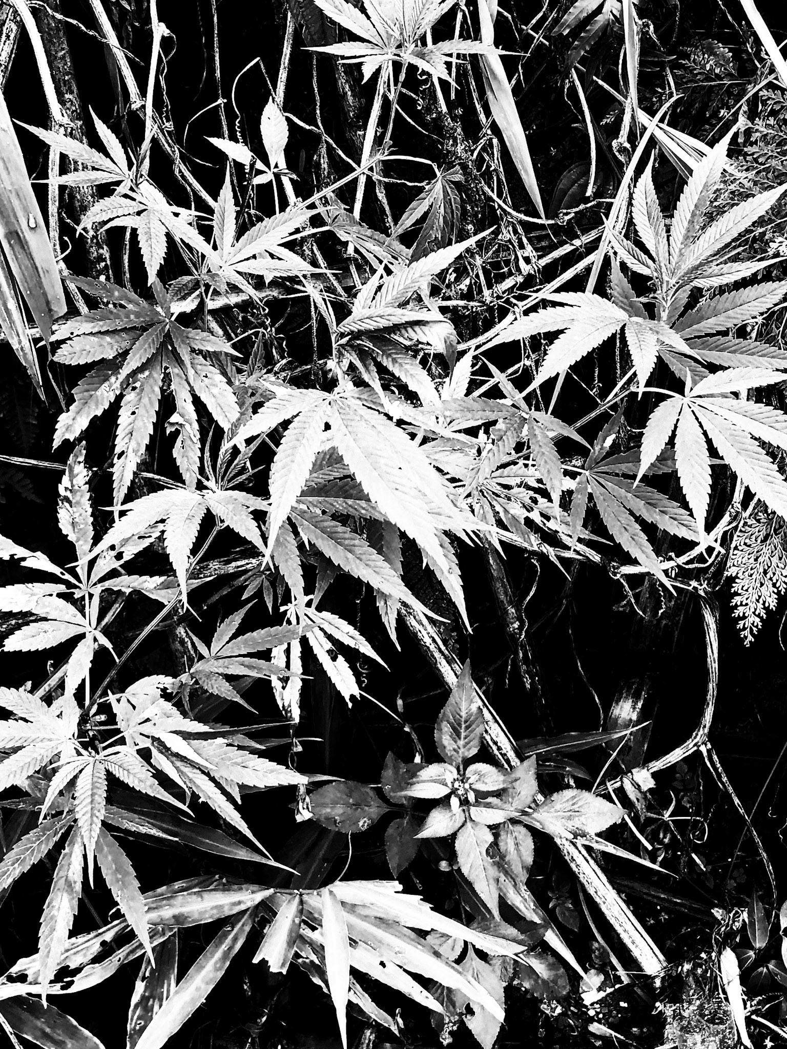 _2019-09-09__Apple__iPhone X__ iPhone X back dual camera 4mm f/1.8__f/1.8__1/120 sec__Cầu Mây__Sa Pa__Vietnam__