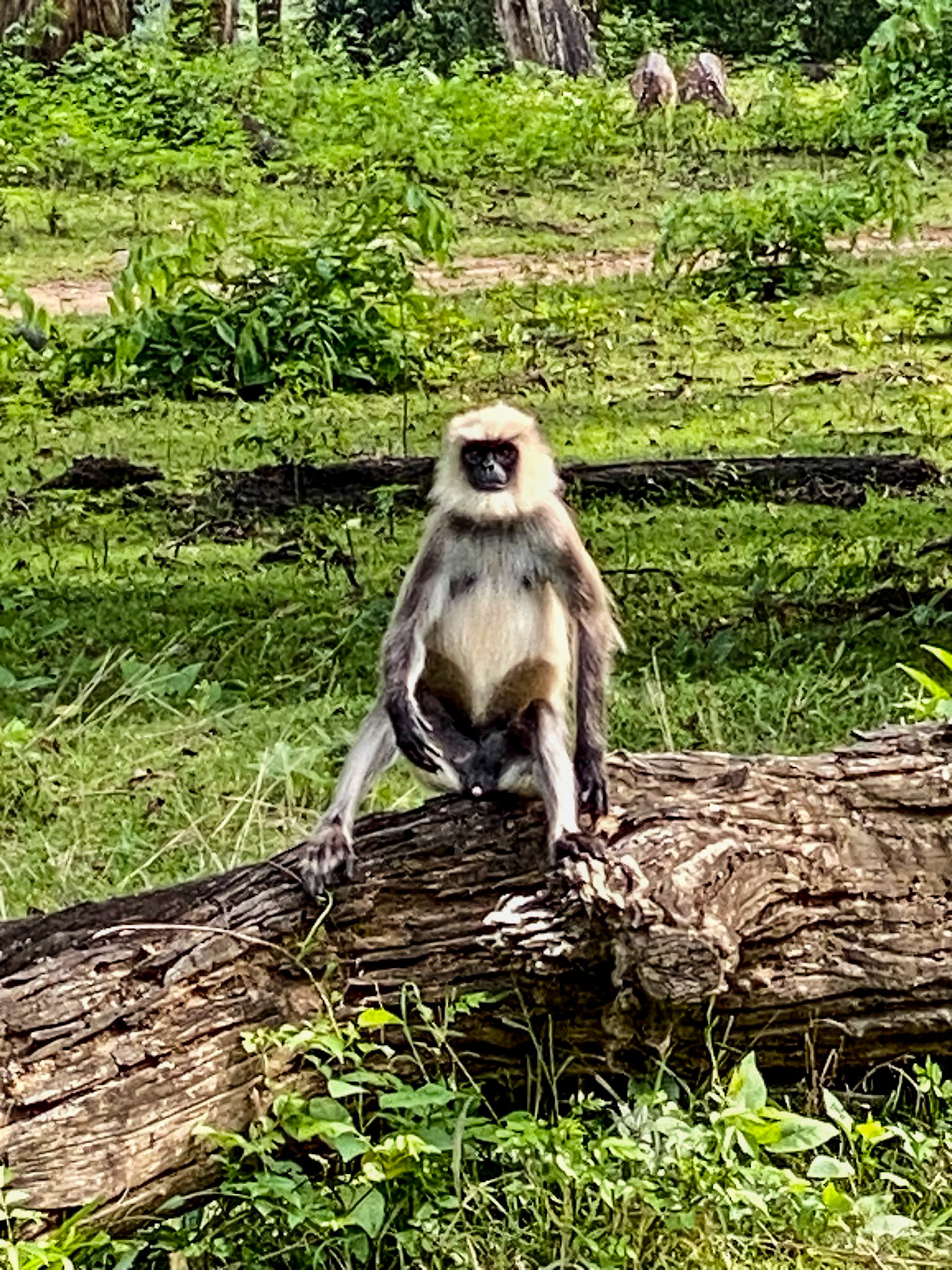 Langur Monkey__2022-10-22__Apple__iPhone 11 Pro__ iPhone 11 Pro back triple camera 6mm f/2__f/2__1/200 sec__Bandipur National Park____India__
