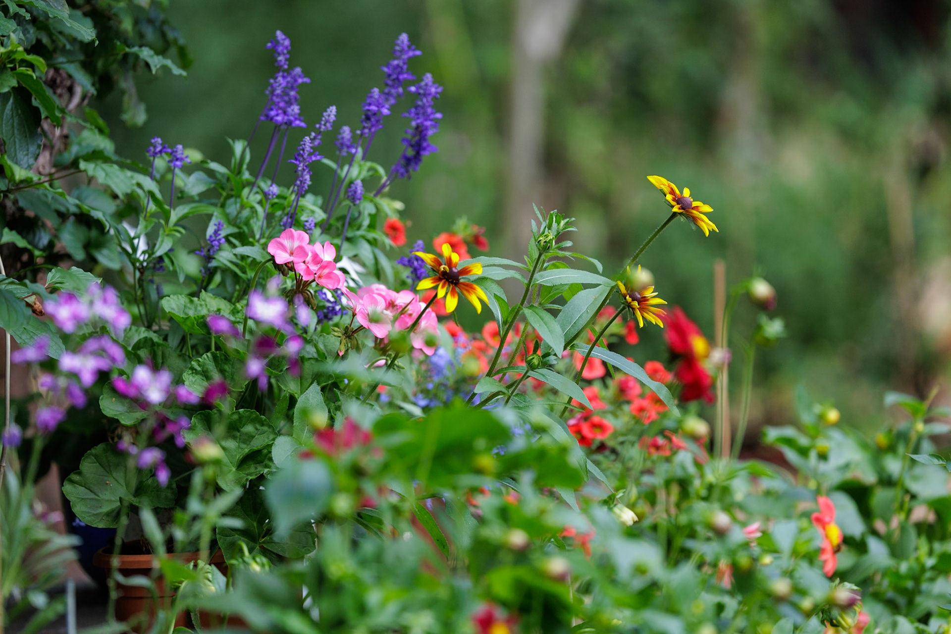 _2025-08-27__Canon__Canon EOS R3__ RF100-500mm F4.5-7.1 L IS USM__f/5__1/1600 sec________