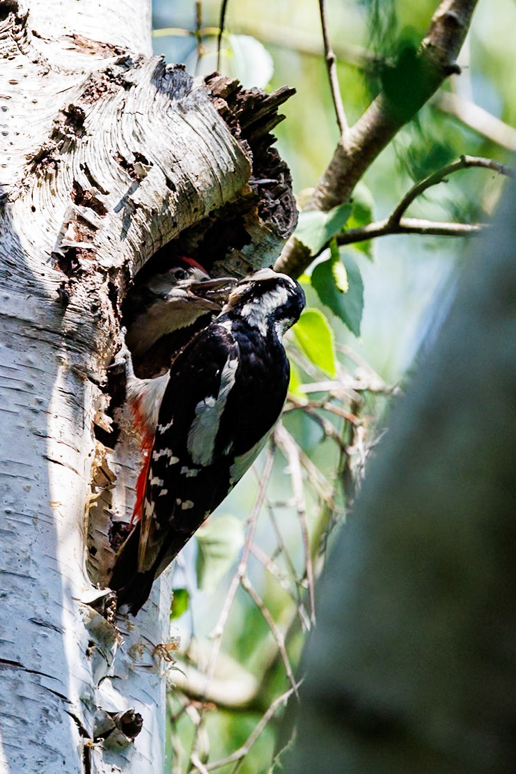 Great Spotted Woodpecker__27/05/2026 16:11:27.930__Canon__Canon EOS R3__ RF100-500mm F4.5-7.1 L IS USM__f/7.1__1/1000 sec__Old School Court__Wraysbury__England__51°27'18.9828" N 0°33'19.3788" W