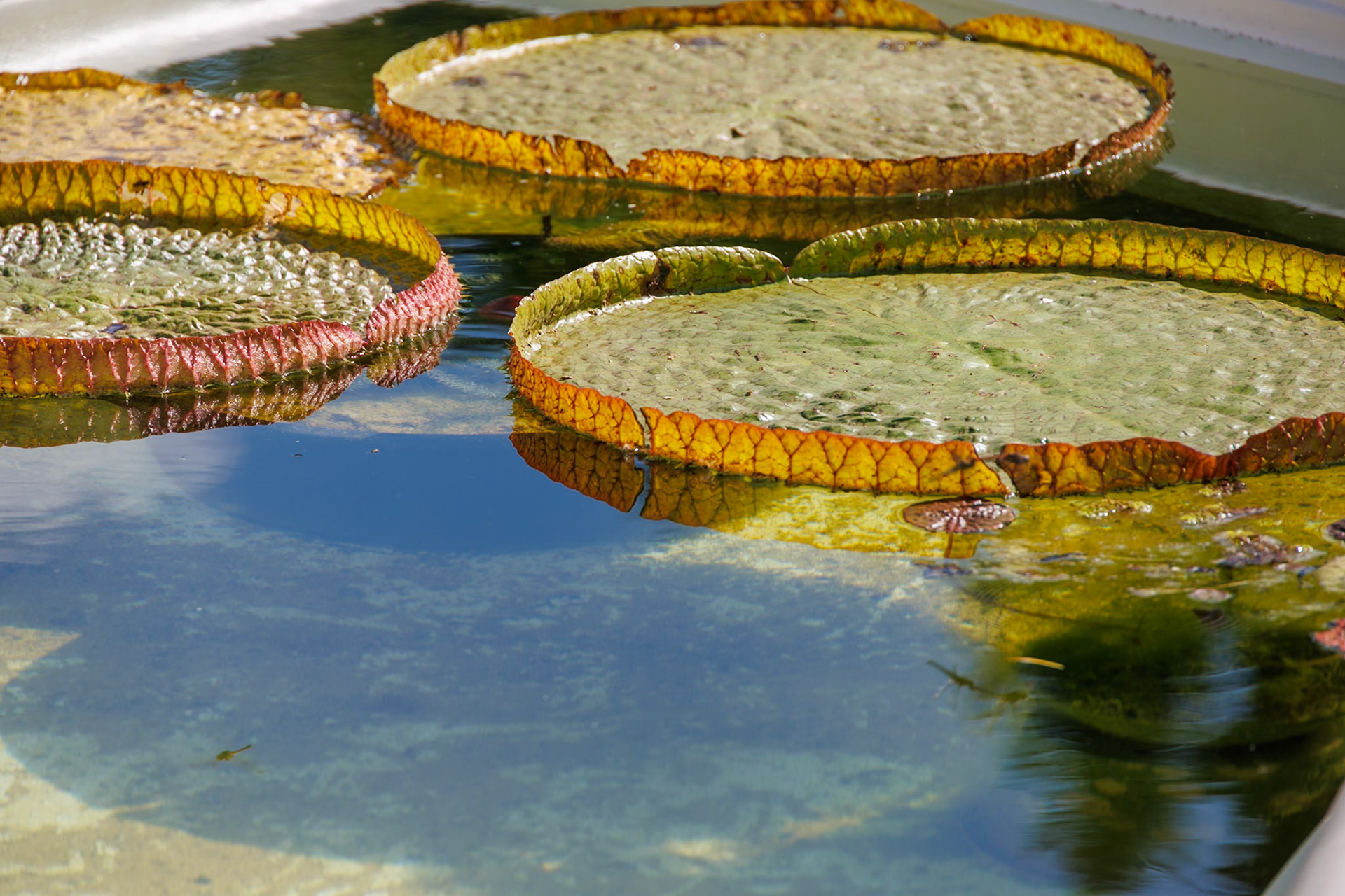 _2024-09-25__Canon__Canon EOS R3__ RF24-240mm F4-6.3 IS USM__f/7.1__1/320 sec__Mihanovićeva ulica__City of Zagreb__Croatia__45°48'17.7912" N 15°58'13.8972" E