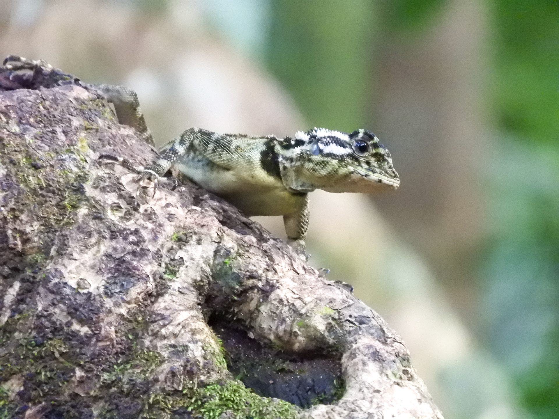Spiny-headed Tree Lizard__2018-11-04__Nikon__Coolpix B700__ __f/5.6__1/50 sec____Tambopata__Peru__12°36'8.8452" S 69°3'48.33" W