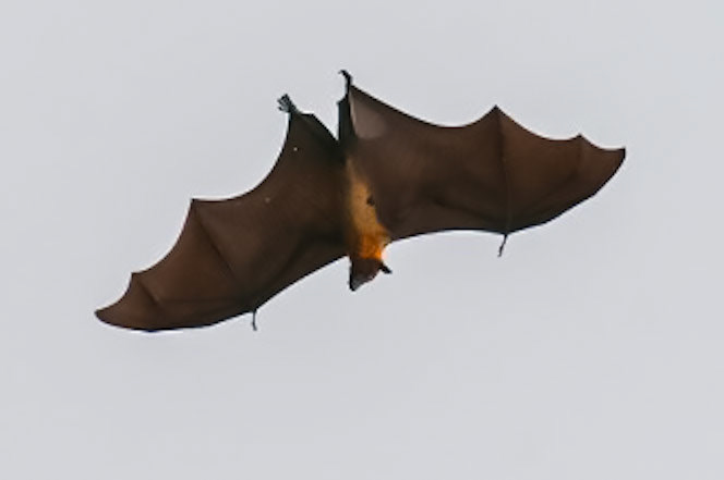 Indian Flying Fox__2025-07-15______ ____________