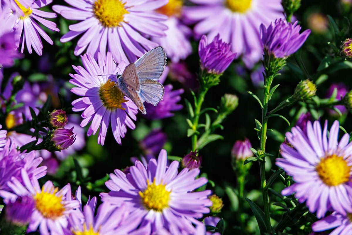 2024-09-25 12:12:45_RF24-240mm F4-6.3 IS USM_f/6.3_1/250 sec_Common Michaelmas daisy (Aster novi-belgii or Symphyotrichum novi-belgii)Butterfly visitor (e.g. Common Blue Polyommatus icarus)Mihanovićeva ulica_City of Zagreb_Croatia_45°48'15.876" N 15°58'24.0168" E