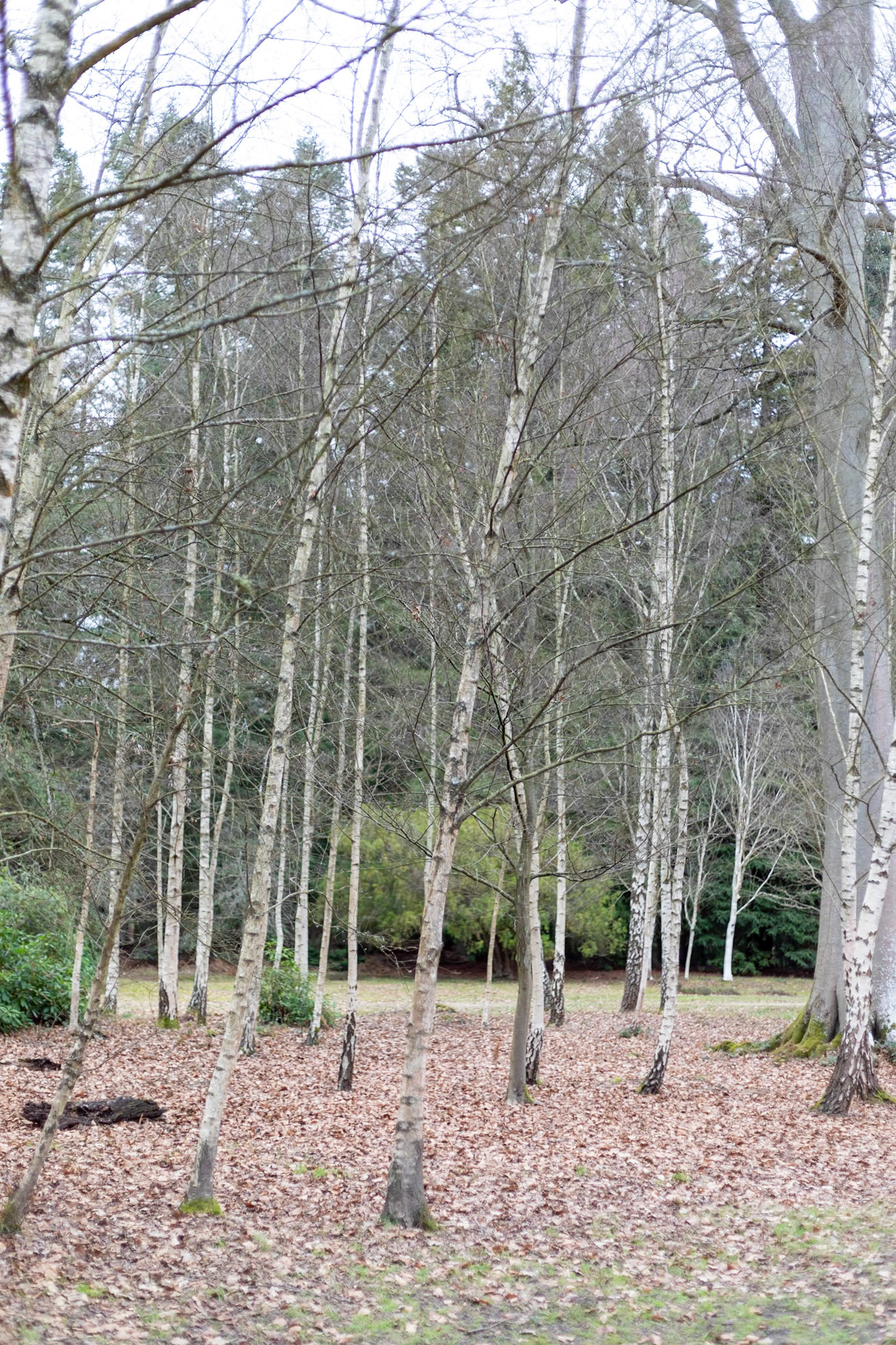 _2023-02-03__Canon__Canon EOS 5D Mark IV__ EF50mm f/1.8 STM__f/1.8__1/320 sec__The Valley Gardens__Old Windsor__England__51°24'44.9388" N 0°35'42.3168" W