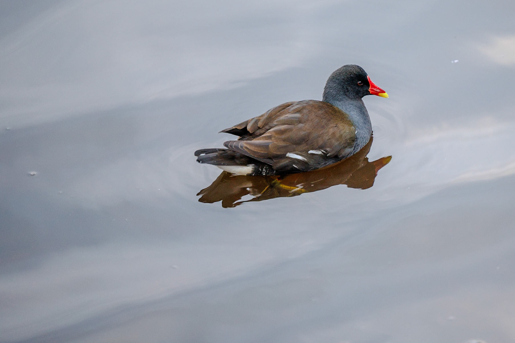 Common Moorhen__2024-12-30__Canon__Canon EOS R3__ RF70-200mm F2.8 L IS USM__f/2.8__1/200 sec________