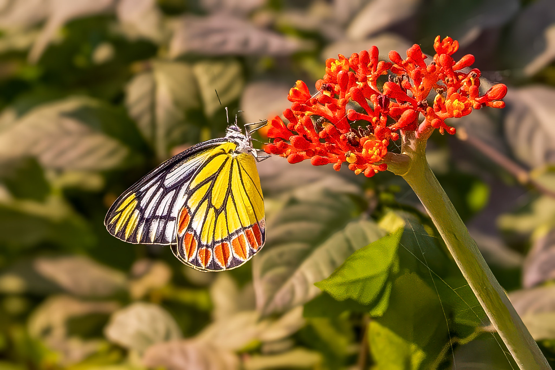 Jezebel__2026-03-08__Canon__Canon EOS R3__ RF15-35mm F2.8 L IS USM__f/10__1/640 sec________