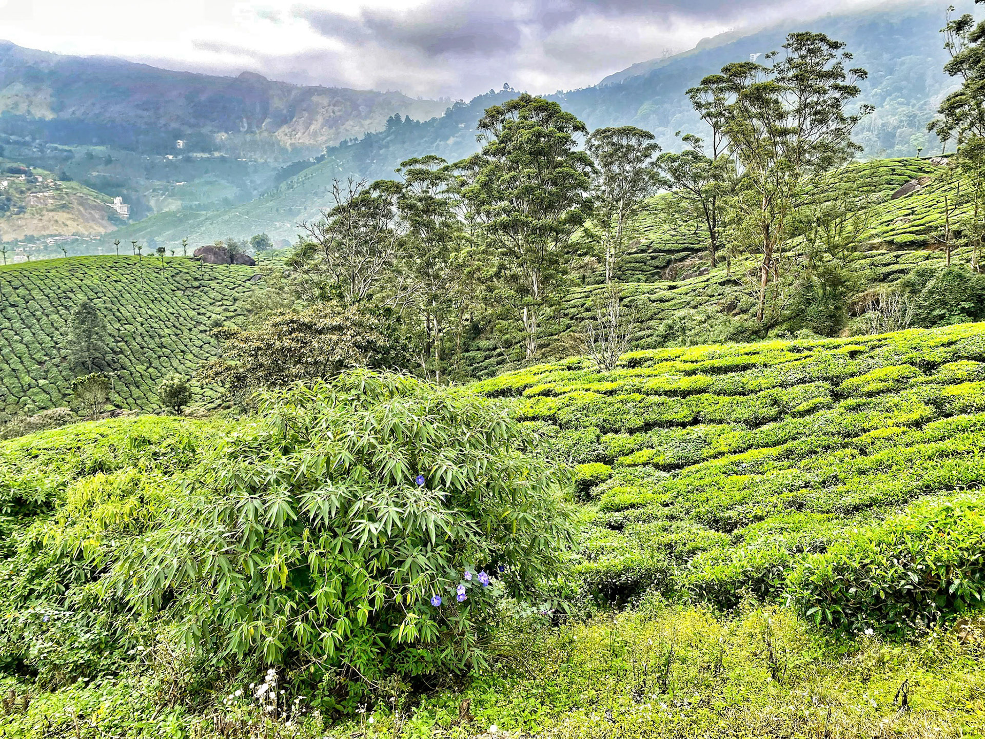 _2022-10-31__iPhone 11 Pro__ iPhone 11 Pro back triple camera 4.25mm f/1.8__f/1.8__1/250 sec____Munnar__India___