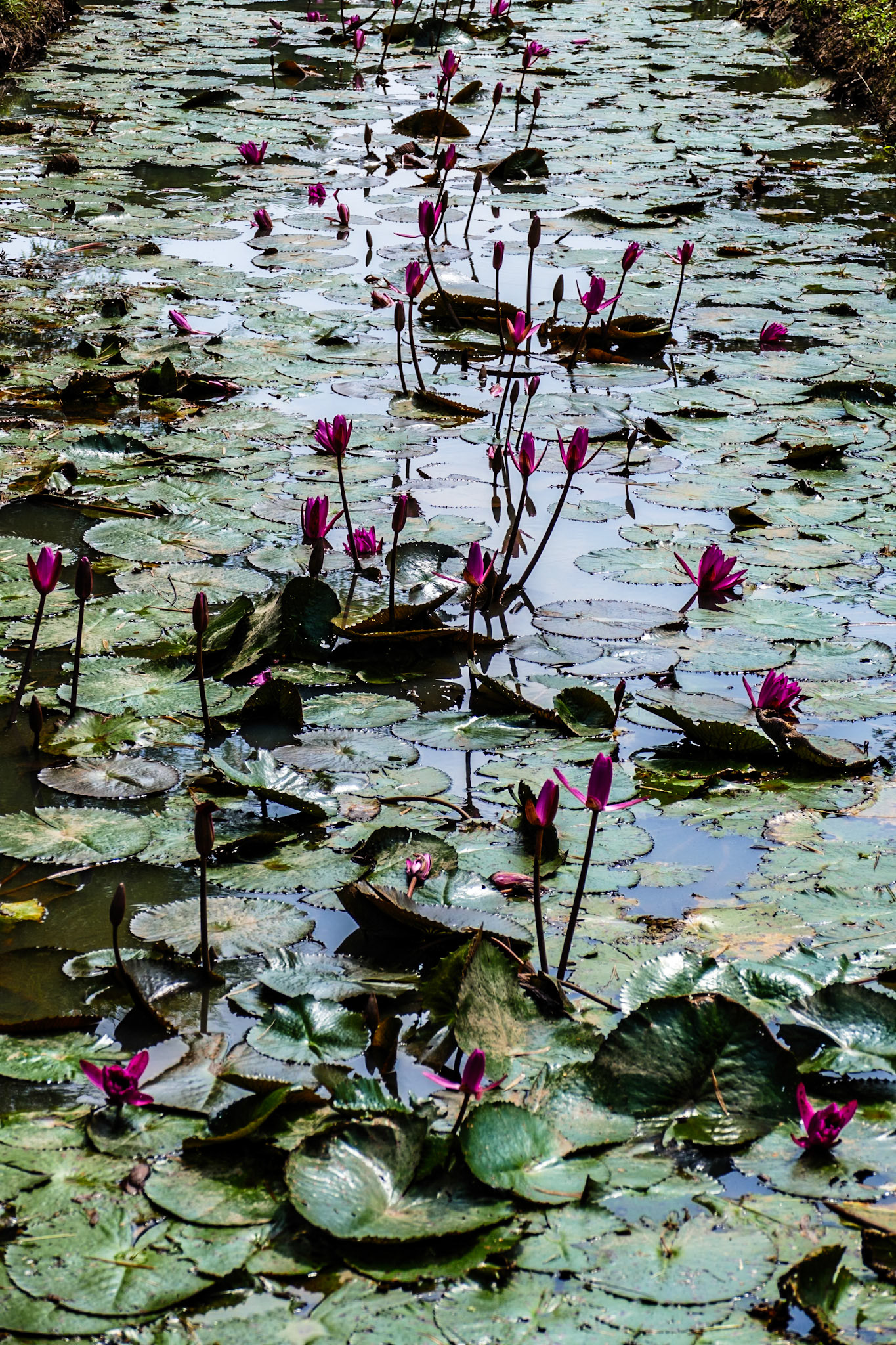 _2019-09-29__Panasonic__DMC-FZ1000__ __f/3.9__1/800 sec__67__Ankor Wat__Cambodia__13°35'51.144" N 103°57'56.5128" E