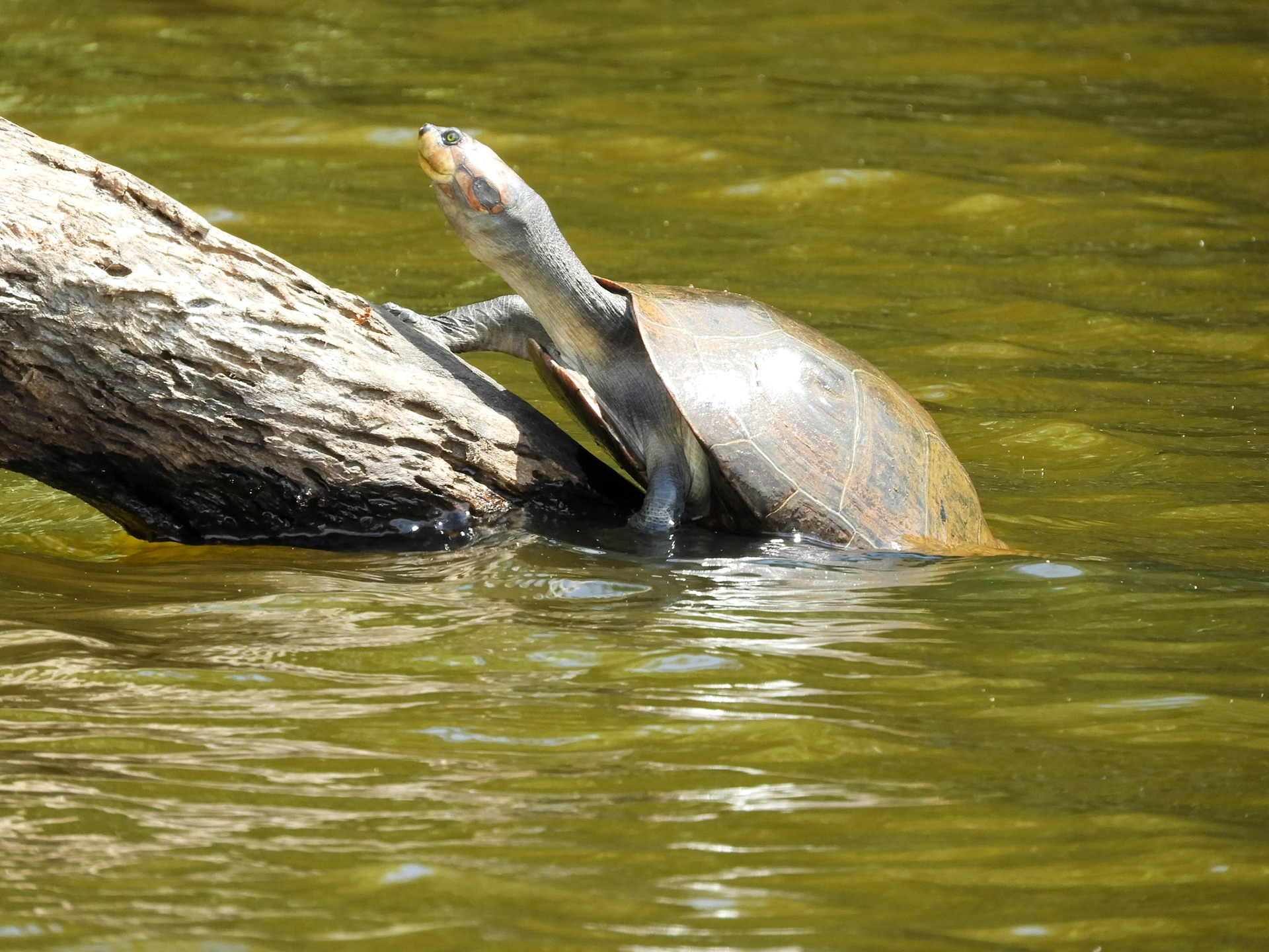 South American River Turtle__2018-11-04__Nikon__Coolpix B700__ __f/5.6__1/250 sec____Tambopata__Peru__12°36'15.048" S 69°2'11.4108" W