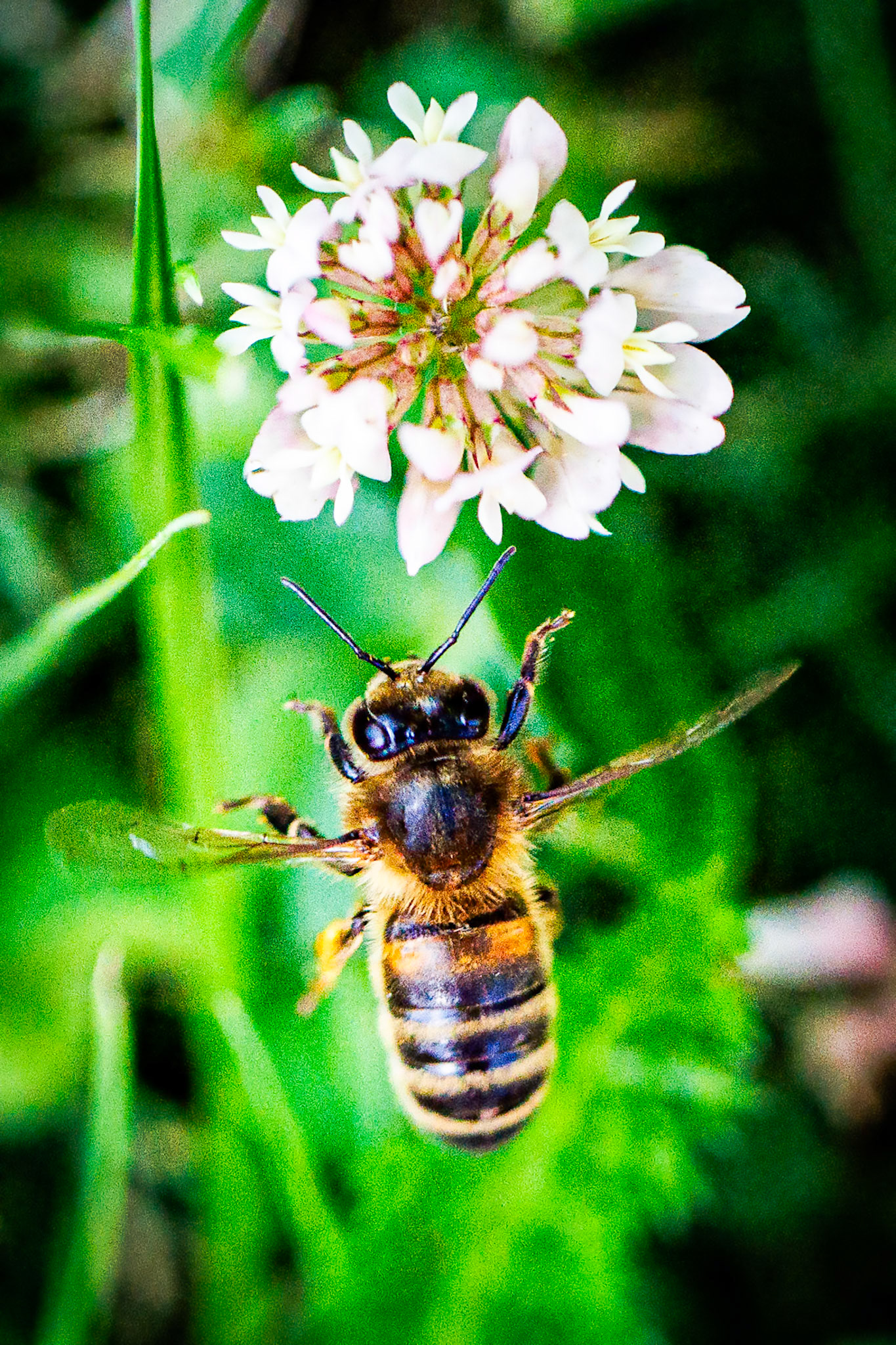 Honey Bee on Clover__2024-07-11__Canon__Canon EOS R3__ EF100mm f/2.8L Macro IS USM__f/3.2__1/5000 sec__Old School Court__Hythe End__England__51°27'18.3708" N 0°33'16.9488" W