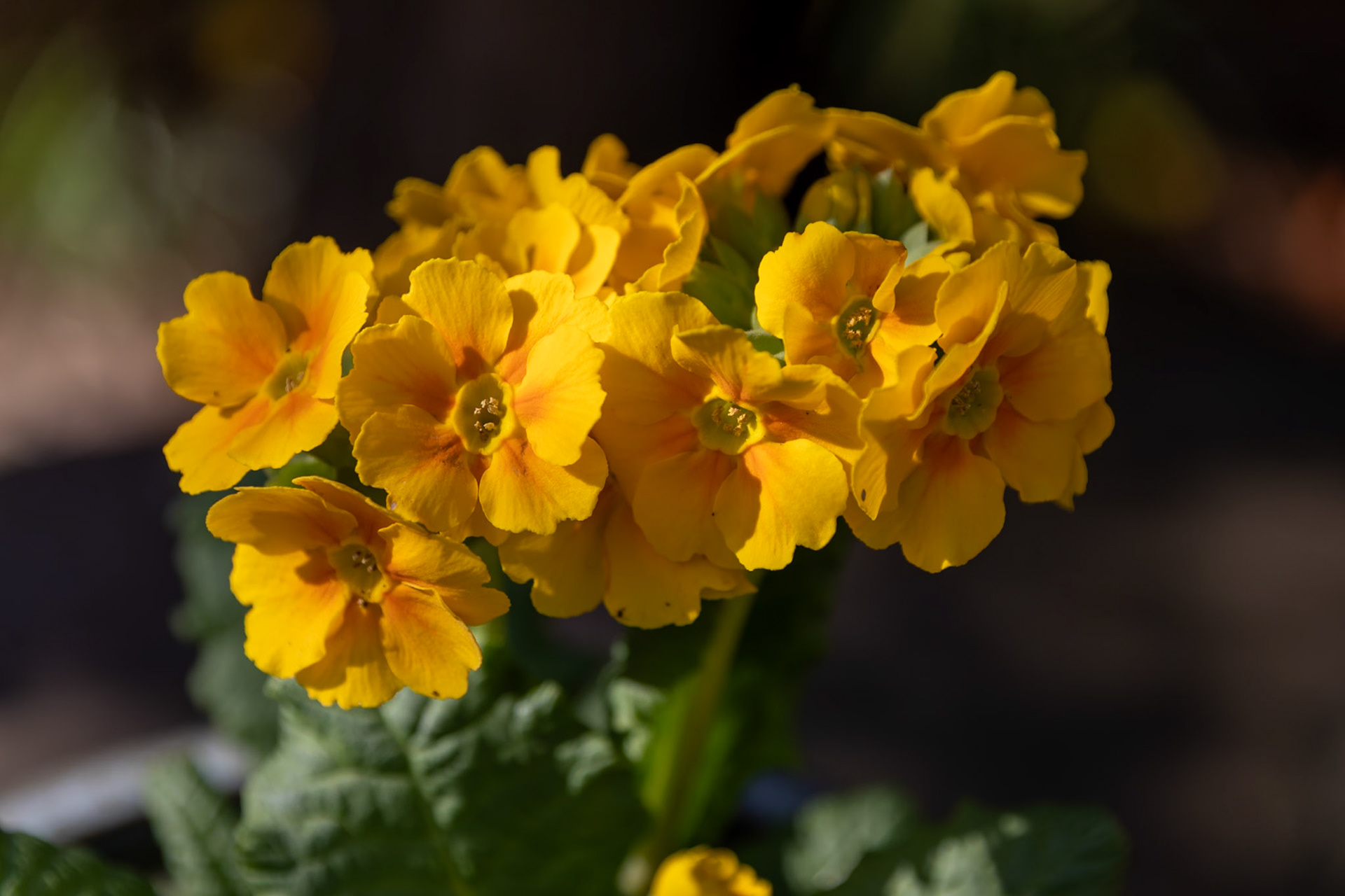 _2023-03-14__Canon__Canon EOS 5D Mark IV__ TAMRON 28-300mm F/3.5-6.3 Di VC PZD A010__f/5.6__1/250 sec__Staines Road__Wraysbury__England__51°27'18.0972" N 0°33'18.3168" W