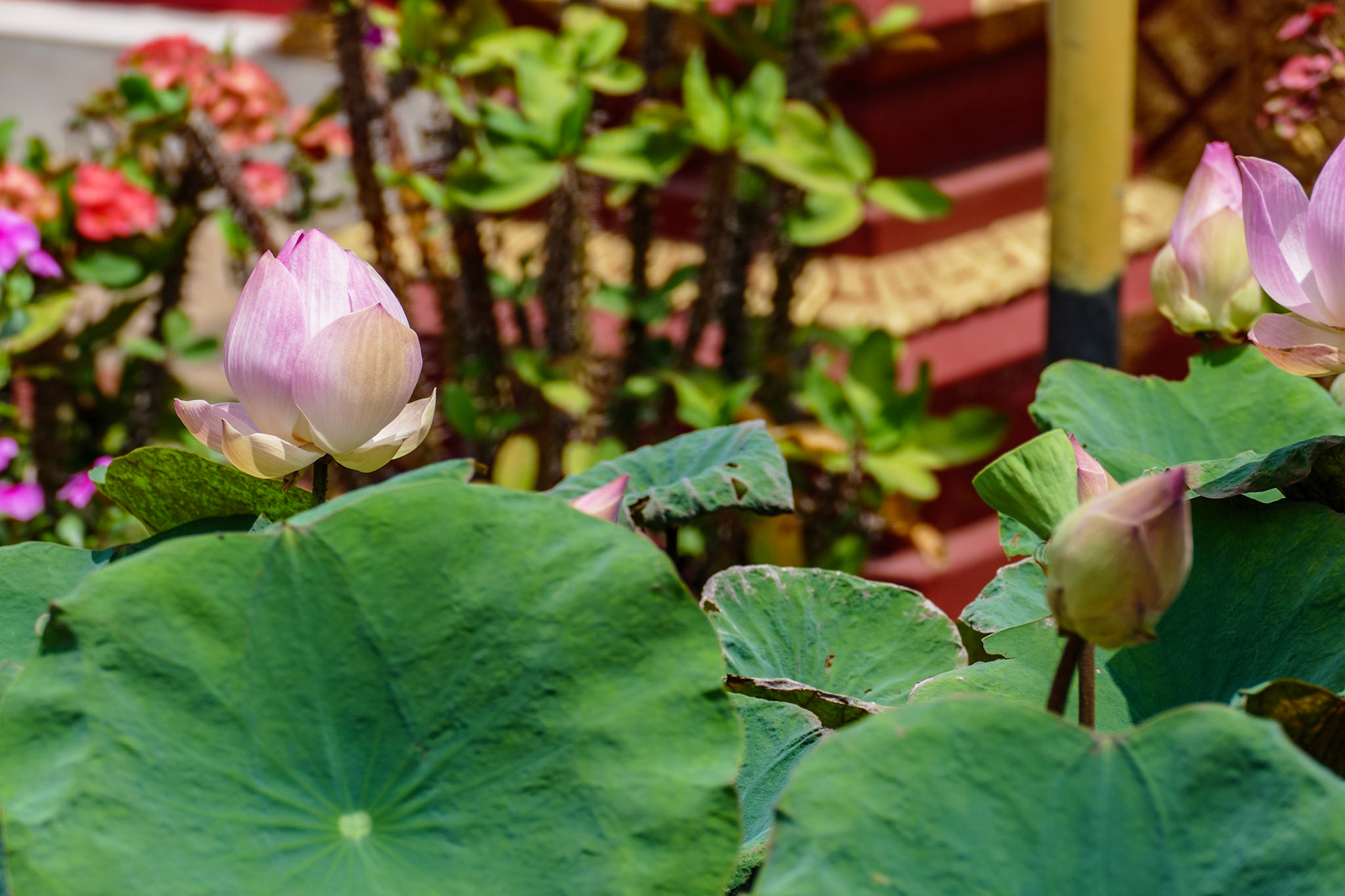 2019-09-28 12:25:07__f/4_1/1250 sec_Nelumbo nucifera (Sacred Lotus)Siem Reap_Cambodia___