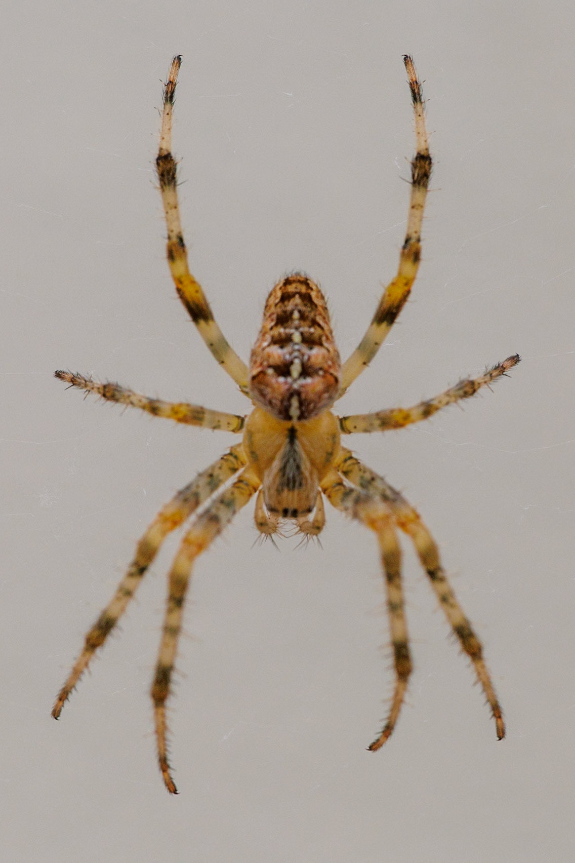 European Garden Spider__2024-08-14__Canon__Canon EOS R3__ EF100mm f/2.8L Macro IS USM__f/10__1/100 sec________