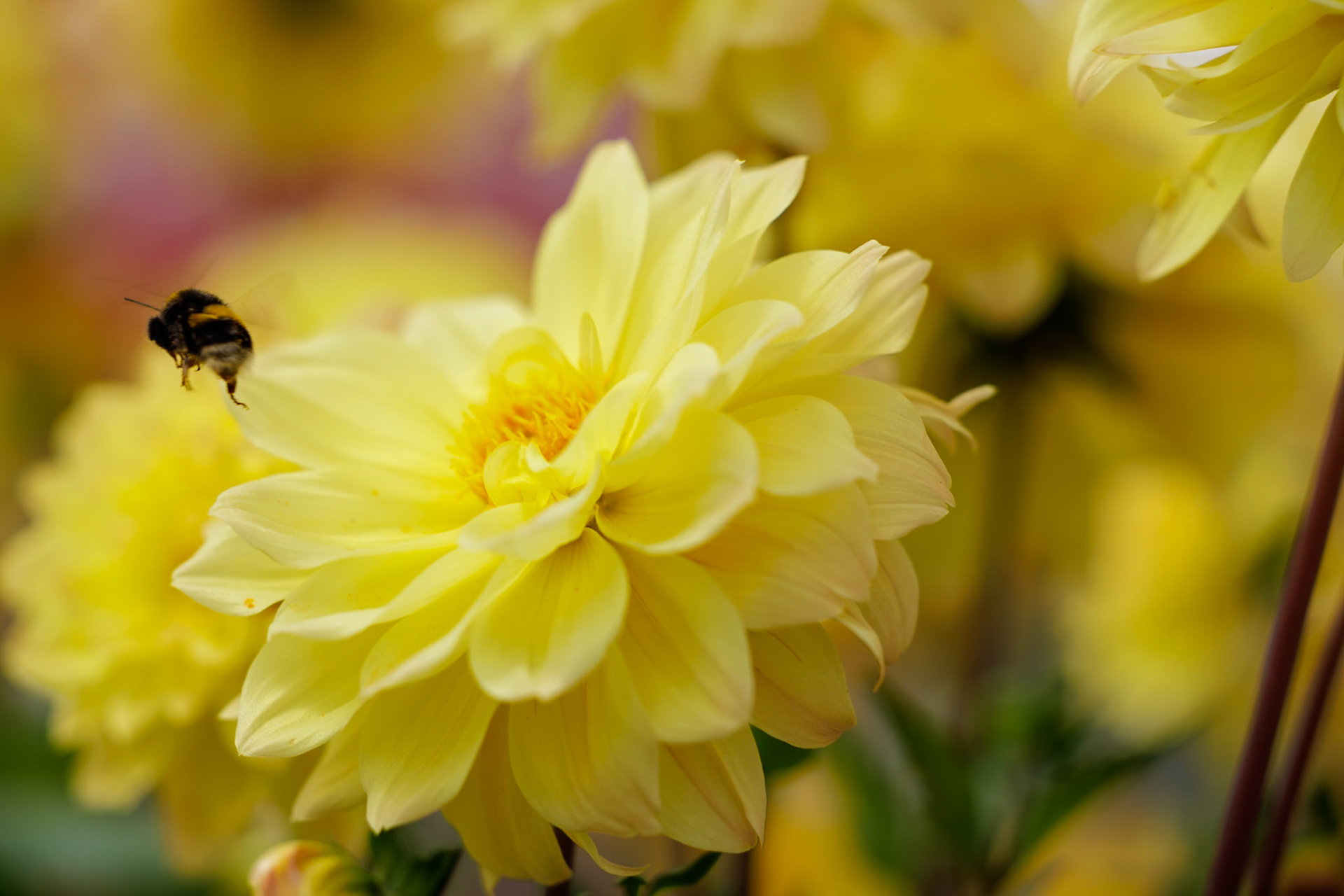 _2025-07-08__Canon__Canon EOS R3__ RF70-200mm F2.8 L IS USM__f/4__1/400 sec__London Road__Surrey Heath__England__51°22'22.6848" N 0°41'1.8348" W
