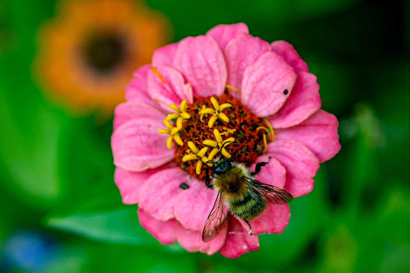 Common Carder Bee on Zinnia__2023-08-17__Canon__Canon EOS 5D Mark IV__ TAMRON 28-300mm F/3.5-6.3 Di VC PZD A010__f/6.3__1/160 sec__Staines Road__Wraysbury__England__51°27'18.054" N 0°33'18.0072" W