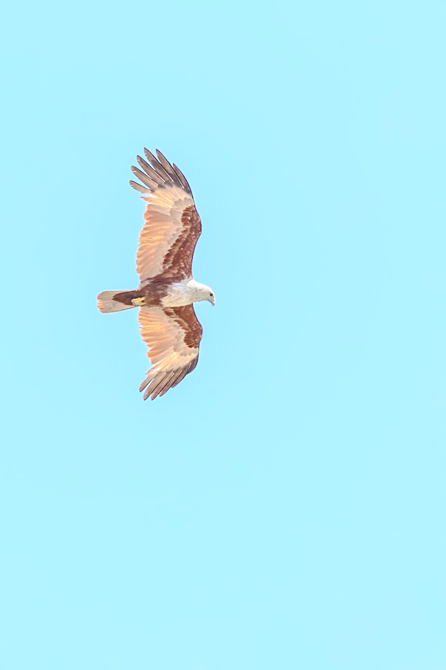 Brahminy Kite__2025-03-02__Canon__Canon EOS R3__ RF70-200mm F2.8 L IS USM__f/5.6__1/800 sec__Khongkha Road__Krabi Town Municipality__Thailand__8°3'46.368" N 98°55'9.8508" E