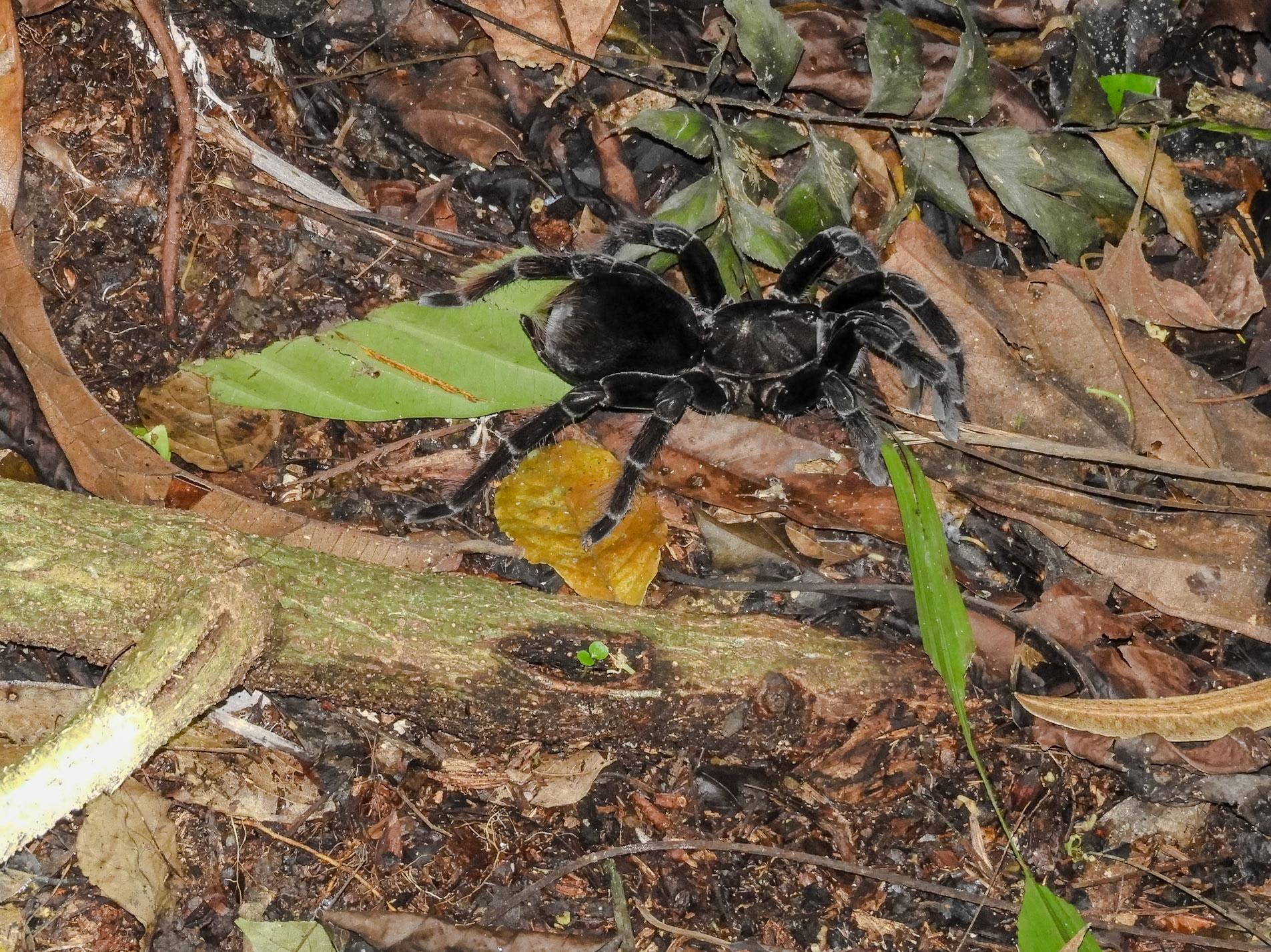 2018-11-06 19:22:58__f/5.2_1/60 sec__Las Piedras_Peru_12°32'26.2608" S 69°3'13.7592" W