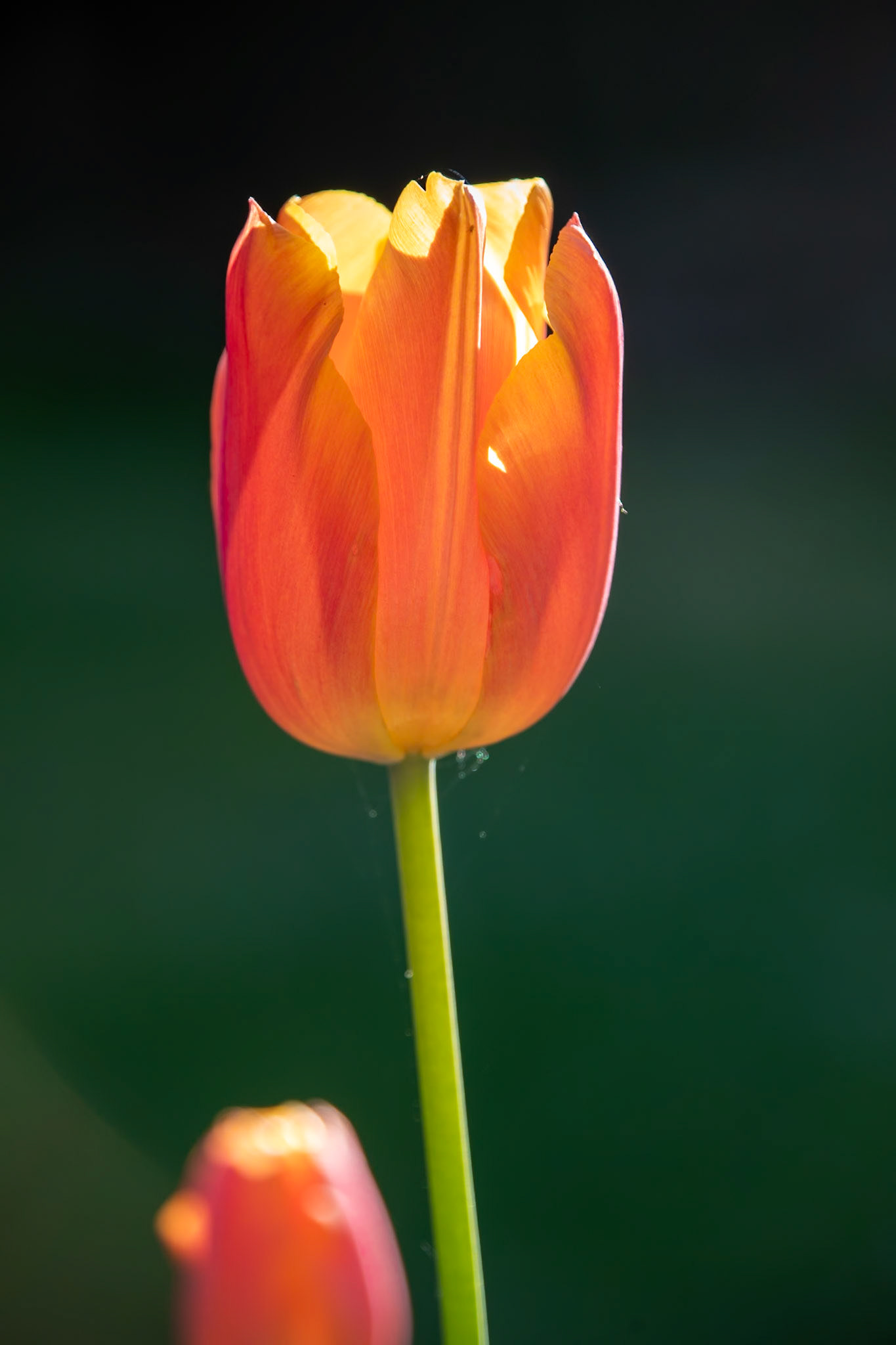 2023-05-01 18:41:07_TAMRON 28-300mm F/3.5-6.3 Di VC PZD A010_f/6.3_1/200 sec___Staines Road_Wraysbury_England_51°27'18.3168" N 0°33'18.0648" W