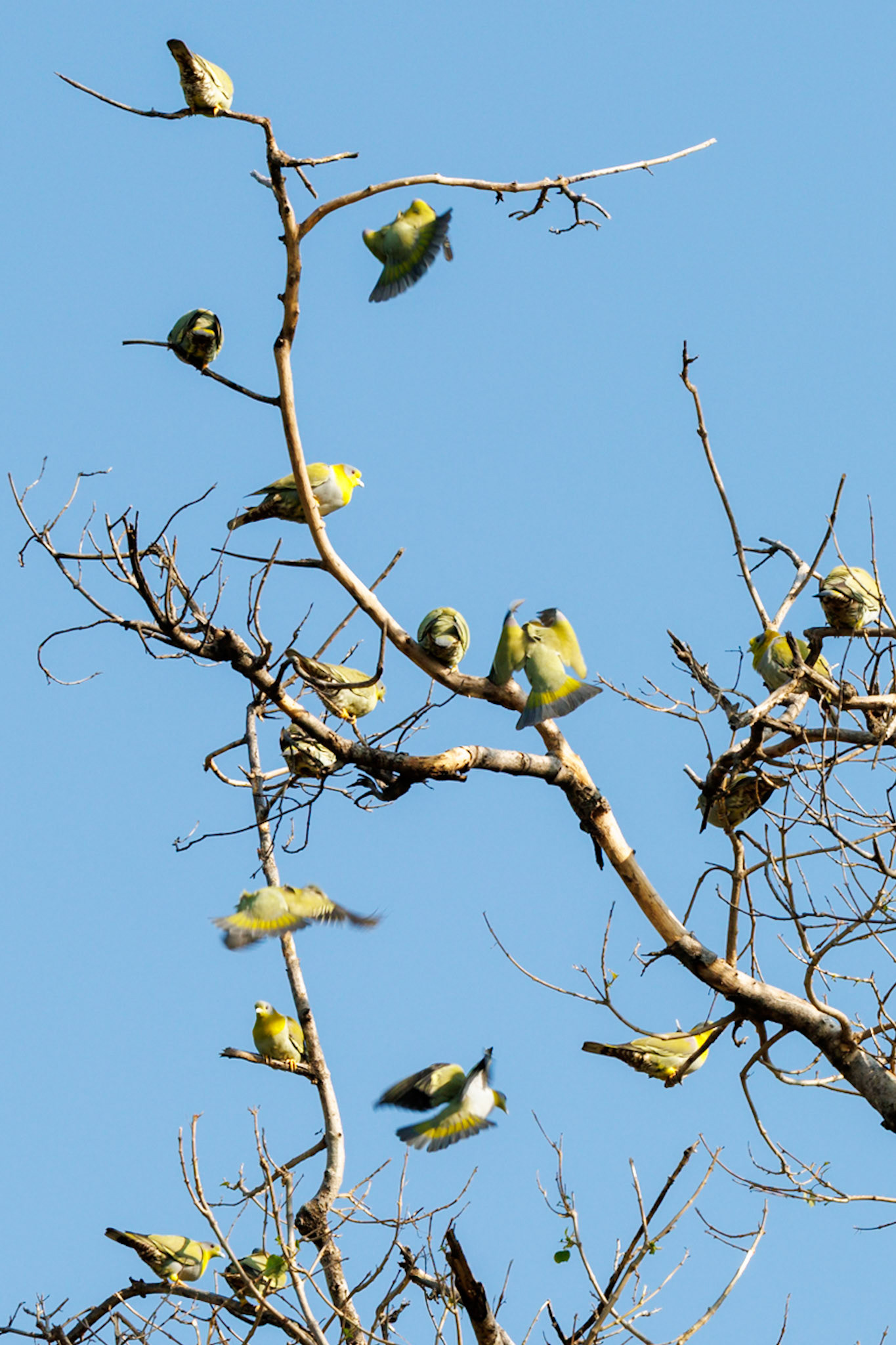 Yellow Footed Green Pigeons__2025-12-01__Canon__Canon EOS R3__ RF100-500mm F4.5-7.1 L IS USM__f/14__1/320 sec____Dhela FRH__India__29°24'52.452" N 78°59'50.7264" E