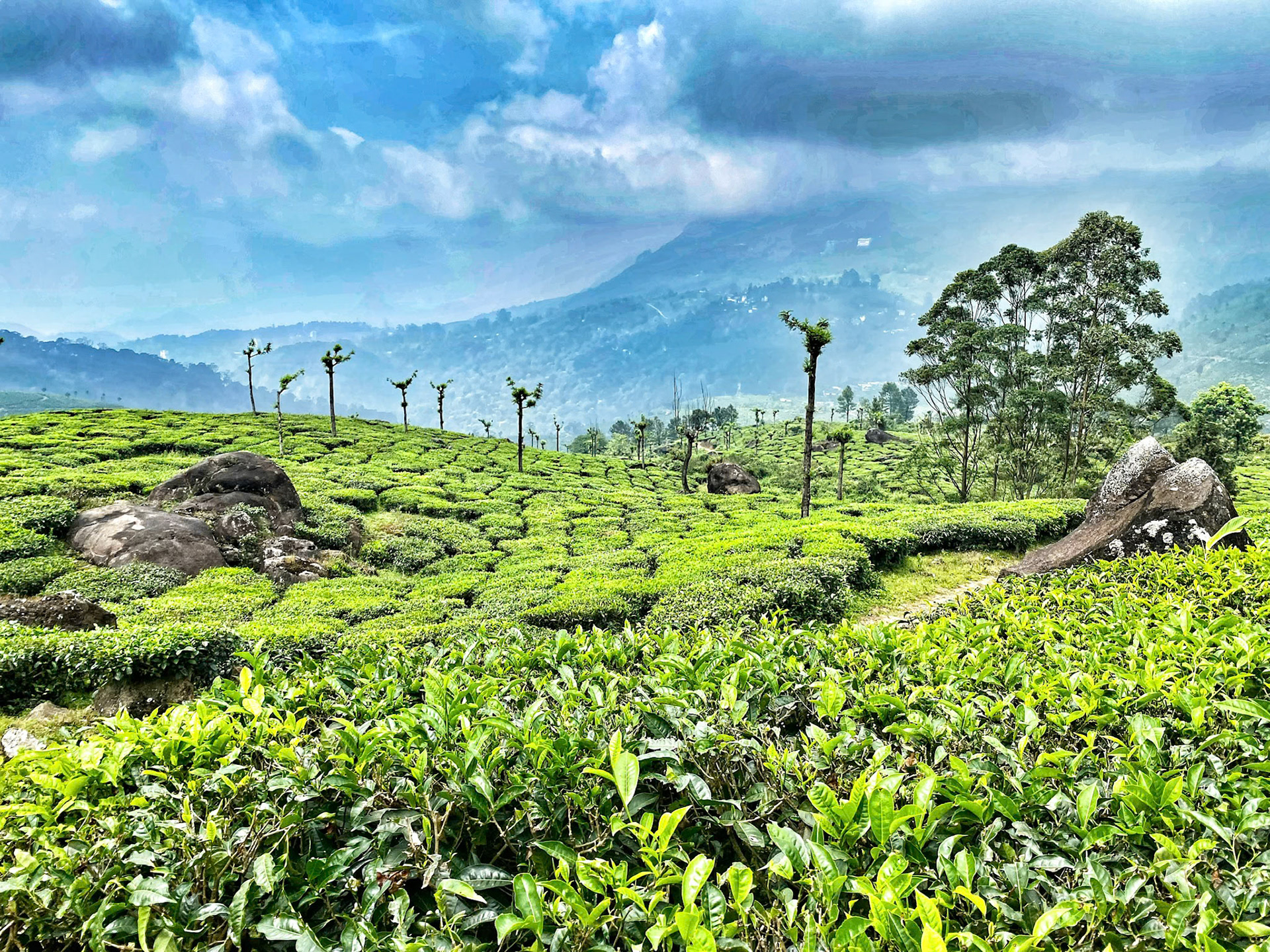 2022-10-31 11:56:56_iPhone 11 Pro back triple camera 4.25mm f/1.8_f/1.8_1/3000 sec____Munnar_India_