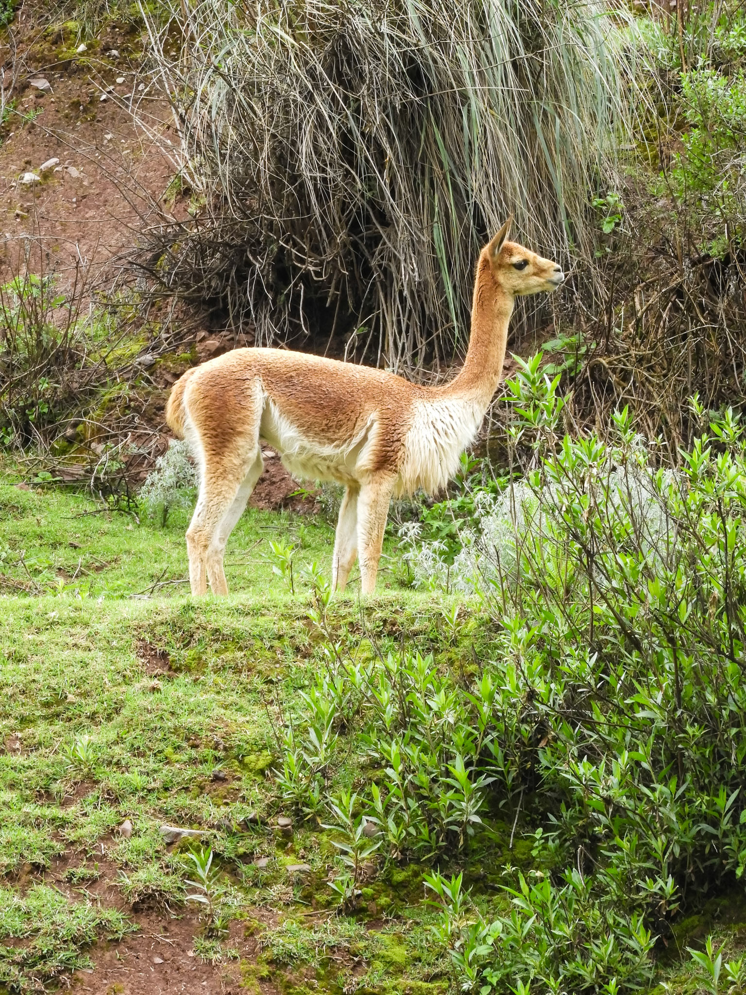 Guanaco__2018-11-20__Nikon__Coolpix B700__ __f/5.5__1/100 sec__Carretera Cusco- Pisac__Taray__Peru__13°27'59.6988" S 71°53'31.506" W