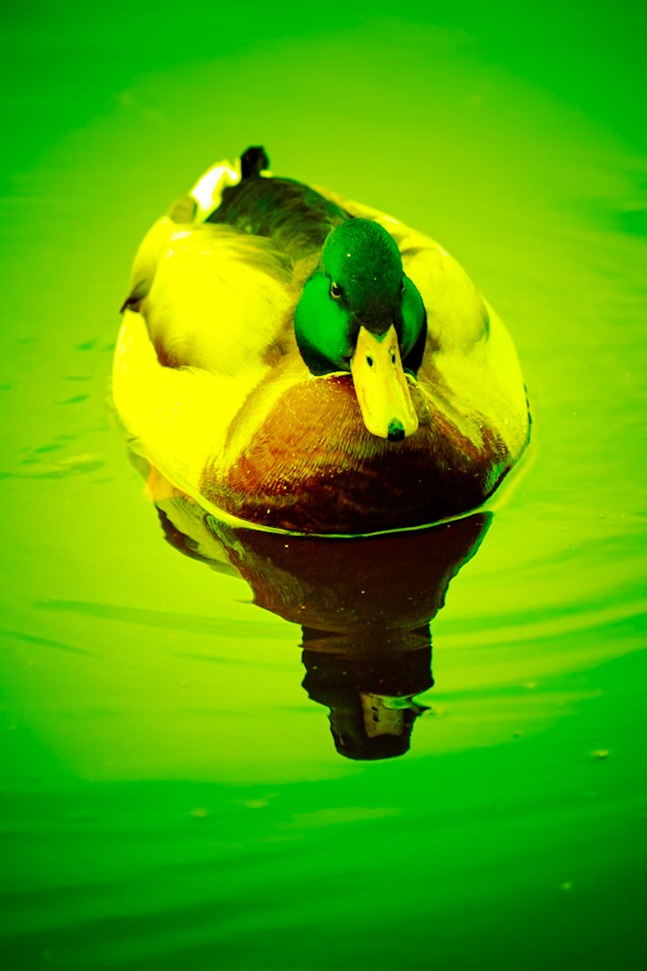 2025-01-14 15:17:42_RF70-200mm F2.8 L IS USM_f/2.8_1/200 sec_Rhododendron Ride_Borough of Runnymede_England_51°25'22.6632" N 0°35'40.668" W