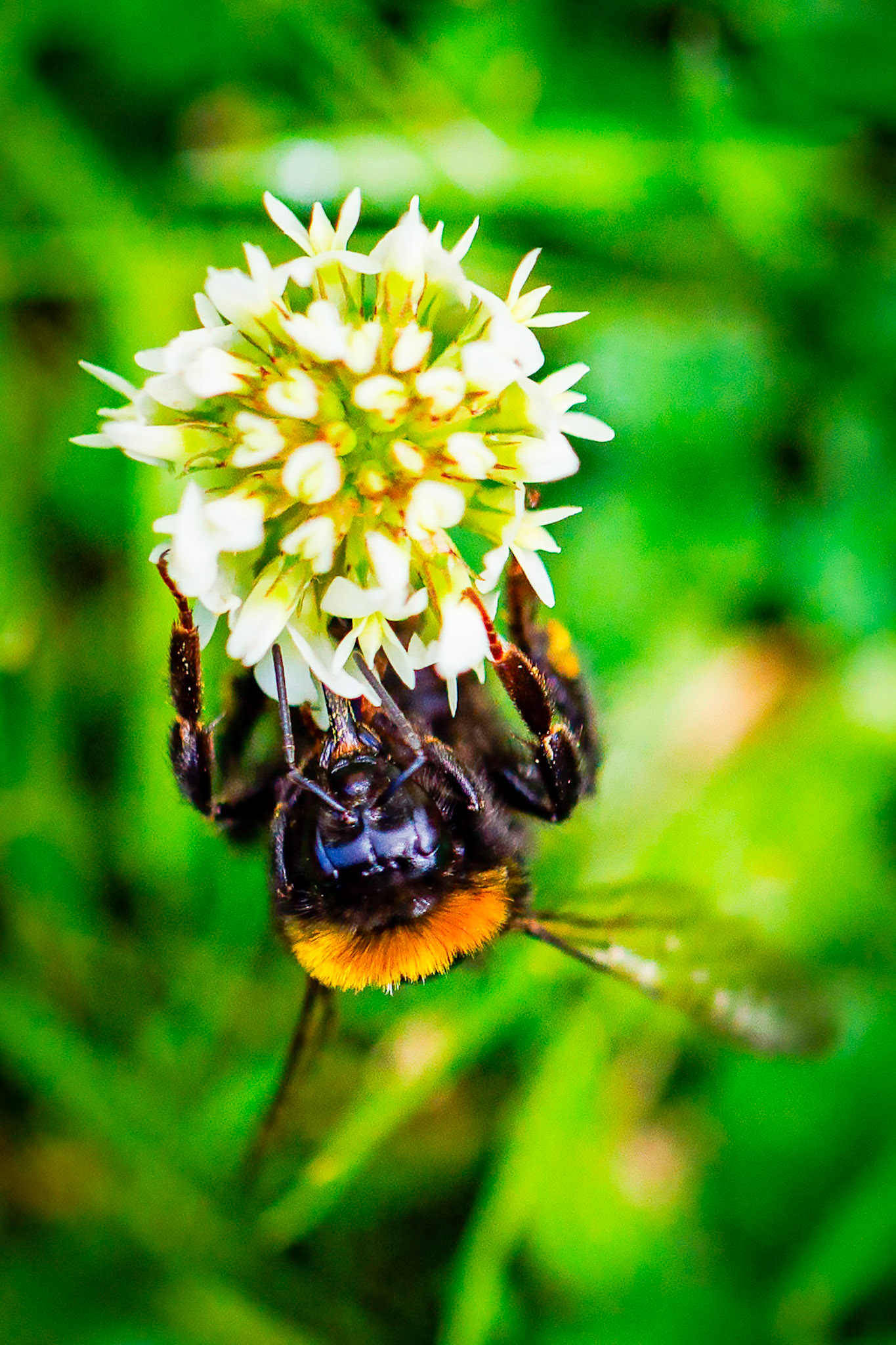 Buff-tailed Bumblebee on Clover__2024-07-11__Canon__Canon EOS R3__ EF100mm f/2.8L Macro IS USM__f/3.2__1/5000 sec__Staines Road__Wraysbury__England__