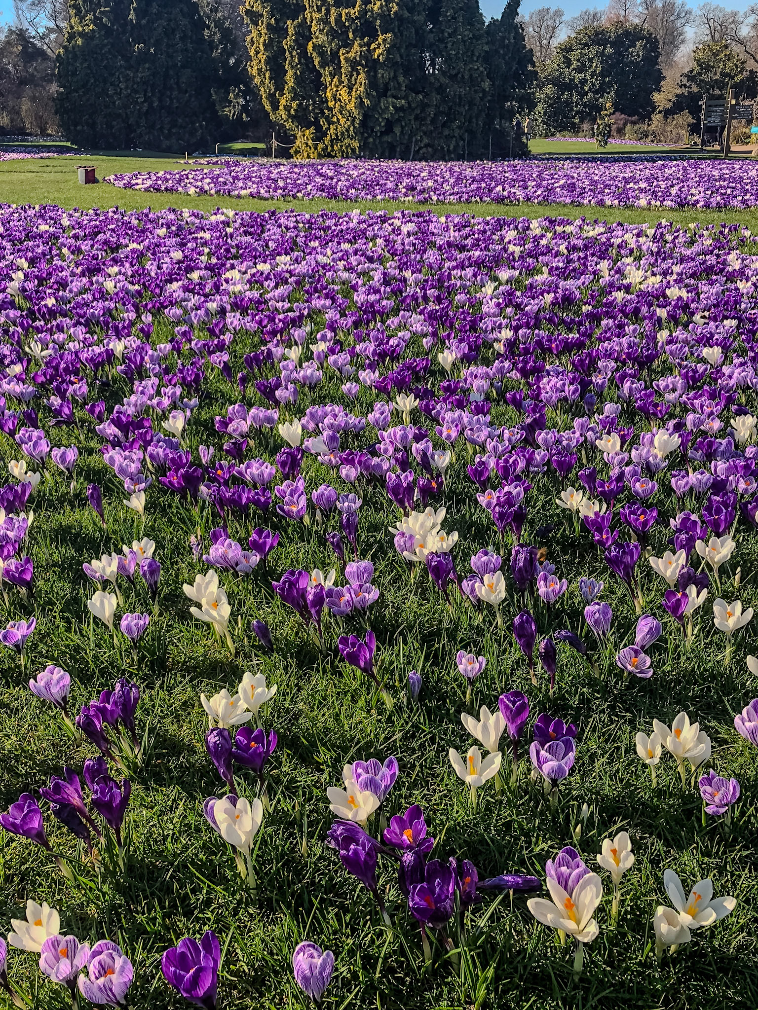 2019-02-26 12:27:57_iPhone X back dual camera 4mm f/1.8_f/1.8_1/720 sec_Flowers: Mixed Crocus species (e.g. Crocus vernus)_Portsmouth Road_Woking_England_51°18'49.5288" N 0°28'25.1688" W