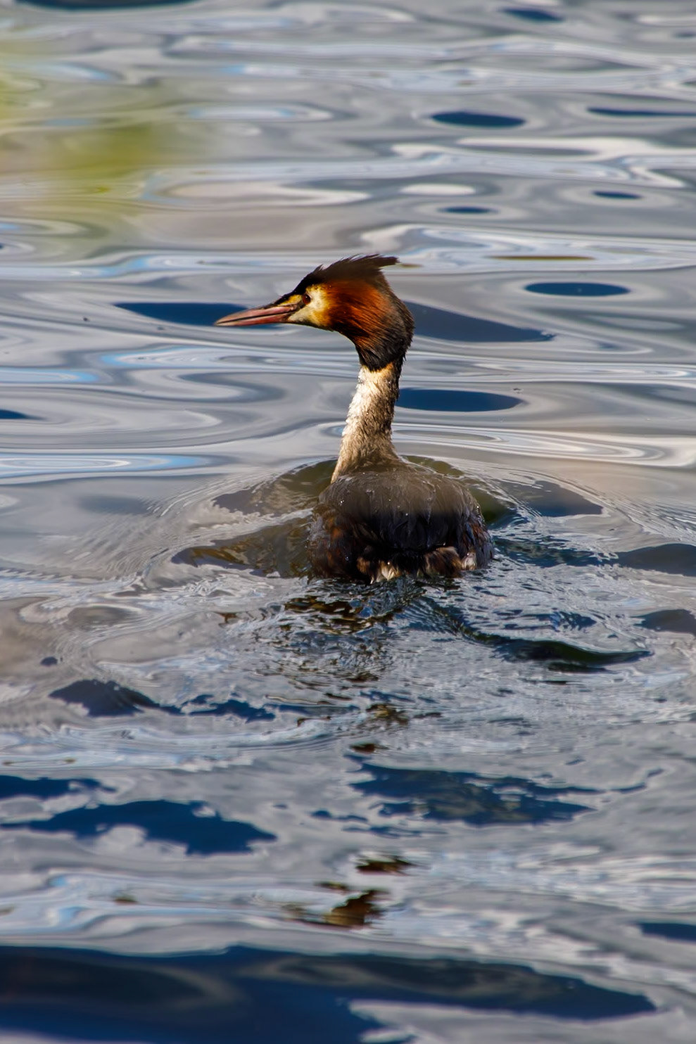 Great Crested Grebe__2023-04-07__Canon__Canon EOS 5D Mark IV__ TAMRON 28-300mm F/3.5-6.3 Di VC PZD A010__f/7.1__1/400 sec__Wraysbury Footpath 4__Wraysbury__England__51°26'48.8688" N 0°32'16.5912" W