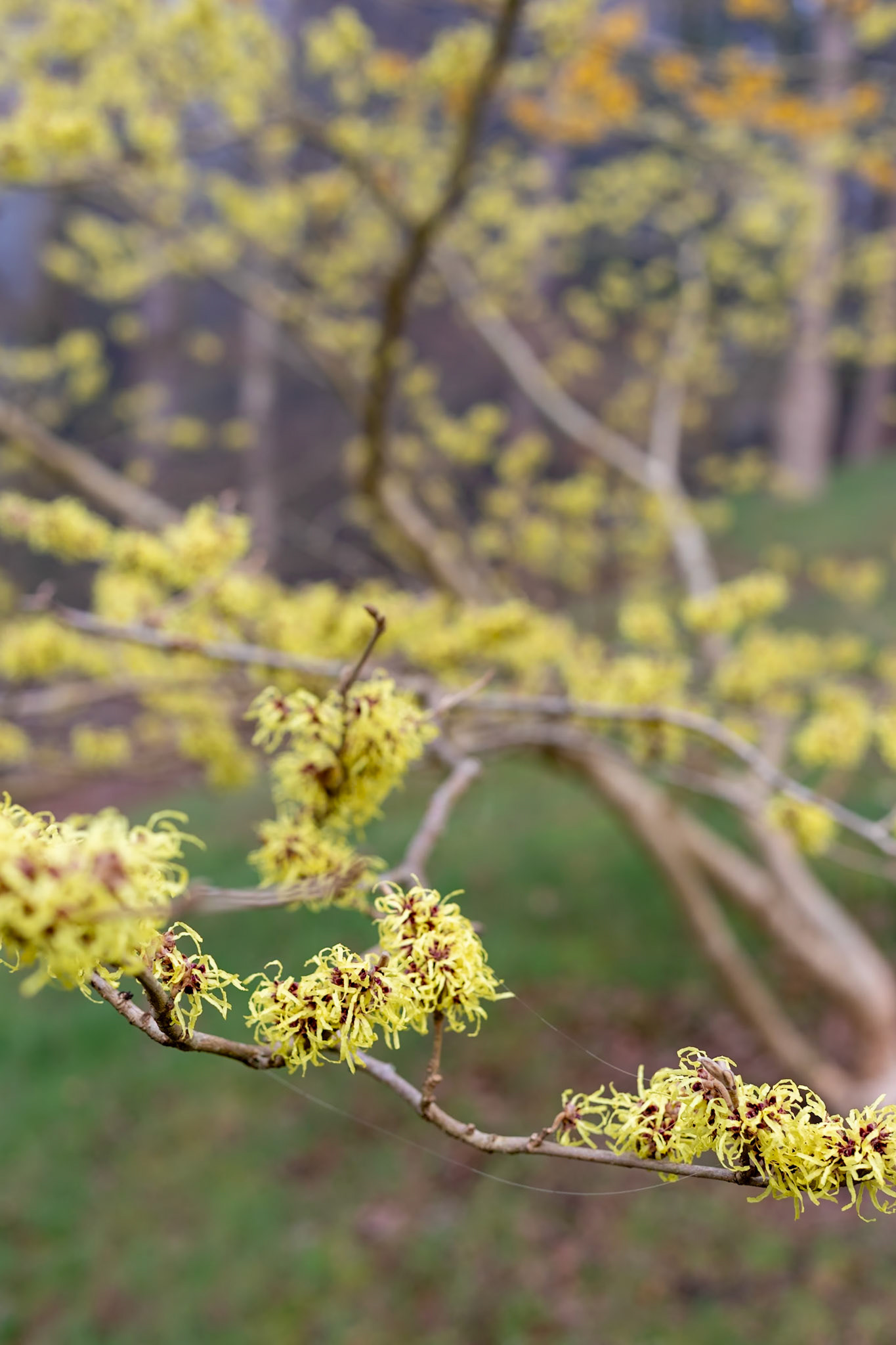 2023-02-07 12:00:43_EF50mm f/1.8 STM_f/4.5_1/100 sec_Hammemalis__The Valley Gardens_Old Windsor_England_51°24'58.6512" N 0°36'10.404" W