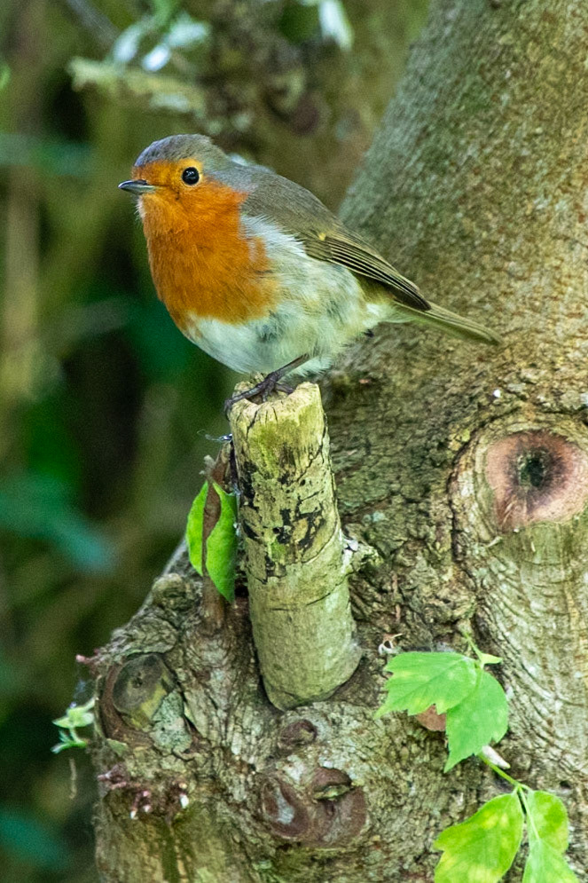 Robin__2023-05-20__Canon__Canon EOS 5D Mark IV__ TAMRON 28-300mm F/3.5-6.3 Di VC PZD A010__f/6.3__1/320 sec__Staines Road__Wraysbury__England__51°27'18.1692" N 0°33'18.0468" W