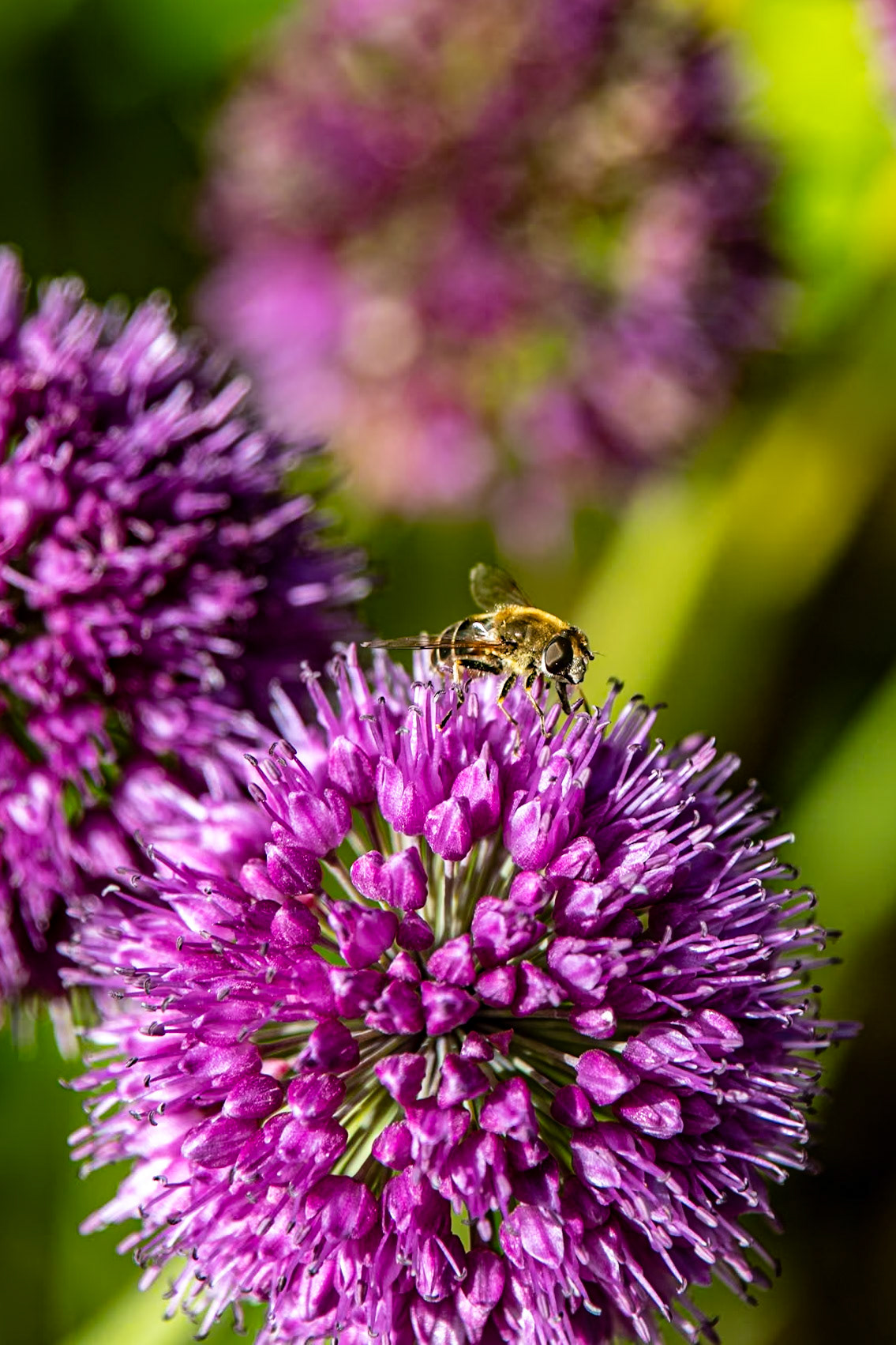 2023-09-05 14:24:35_TAMRON 28-300mm F/3.5-6.3 Di VC PZD A010_f/6.3_1/500 sec_Allium sphaerocephalon – Drumstick Allium  Visitor: Hoverfly (Syrphidae)_Portsmouth Road_Woking_England_51°18'52.866" N 0°28'36.1812" W