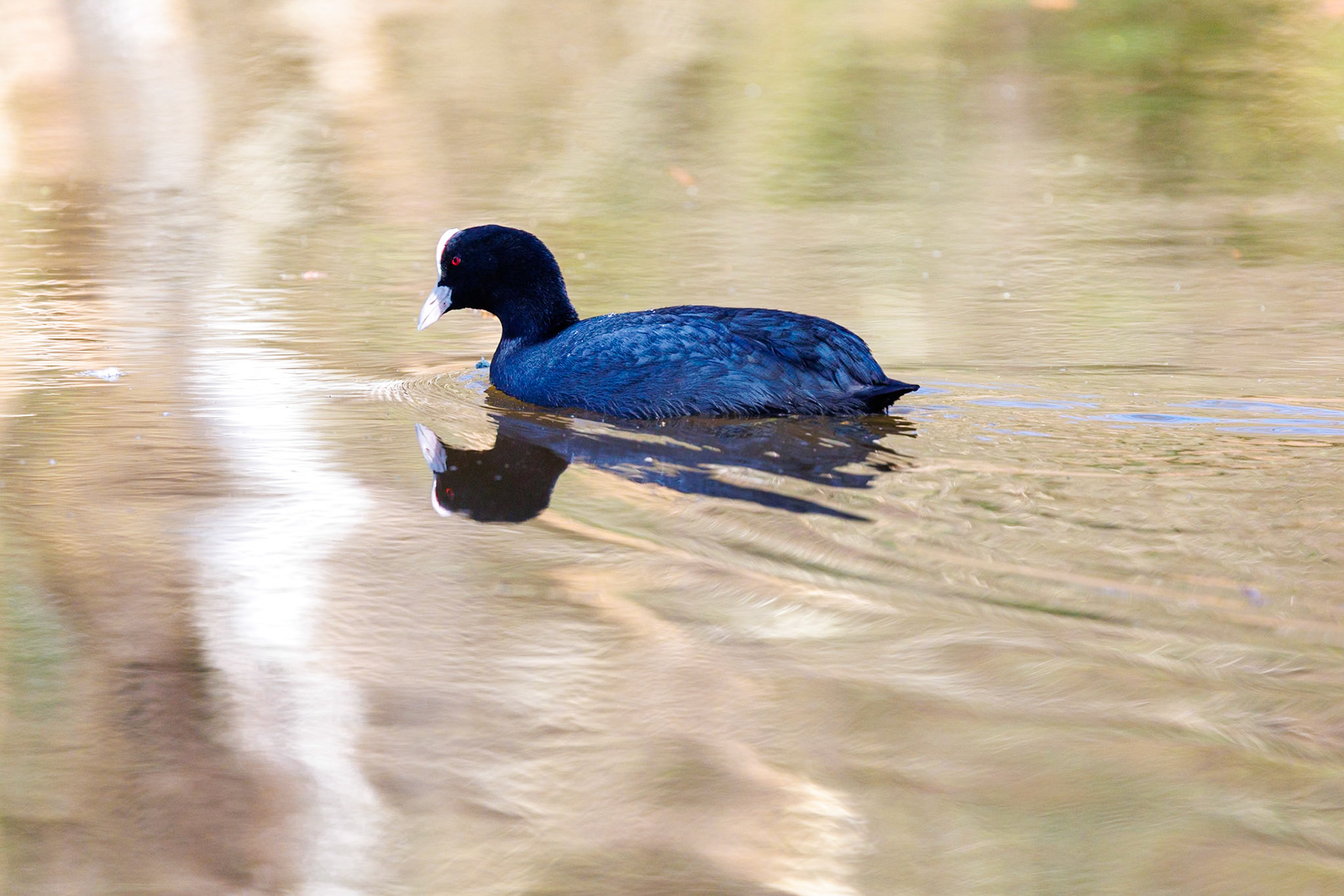 Coot__2026-03-21__Canon__Canon EOS R3__ RF100-500mm F4.5-7.1 L IS USM__f/7.1__1/1600 sec__Canadian memorial Path__Borough of Runnymede__England__51°25'0.468" N 0°35'29.118" W