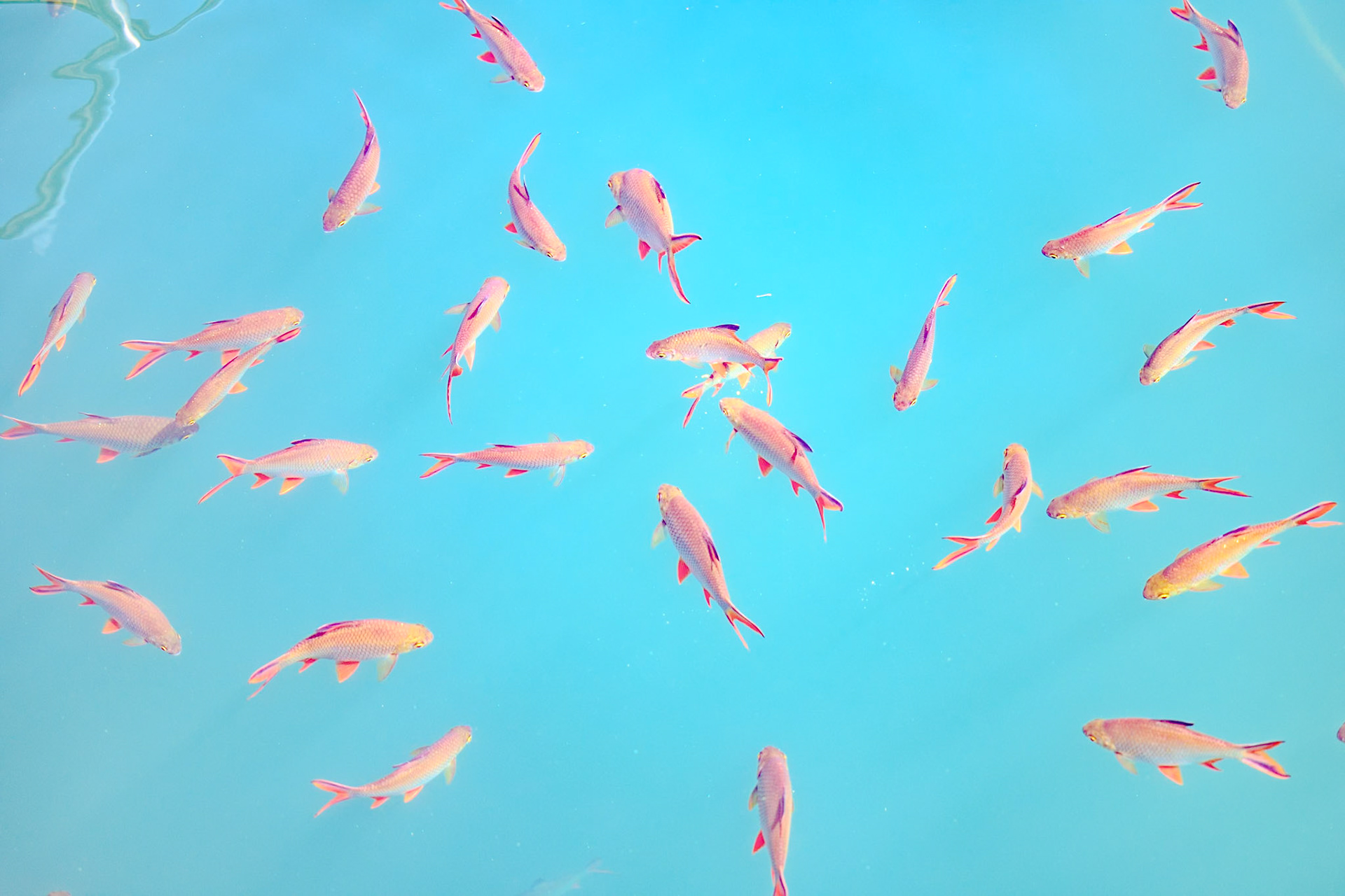 _2025-02-10__Canon__Canon EOS R3__ RF70-200mm F2.8 L IS USM__f/2.8__1/1600 sec______Thailand__9°0'25.128" N 98°41'46.788" E